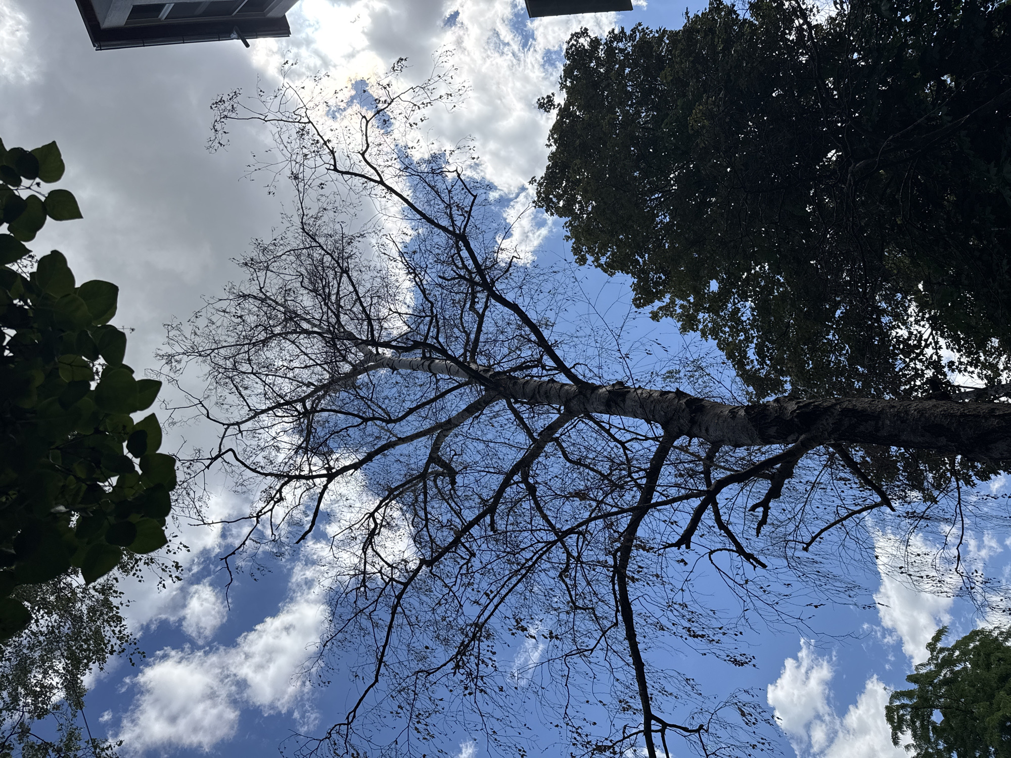 The image shows a low-angle view looking up at a sky filled with white, puffy clouds against a blue background. A leafless tree with bare branches dominates the center of the frame. To the lower left are green leaves, possibly from a different tree. The top right corner also features the dense foliage of another tree. A building is barely visible at the top of the frame. The location is Unknown, Unknown.