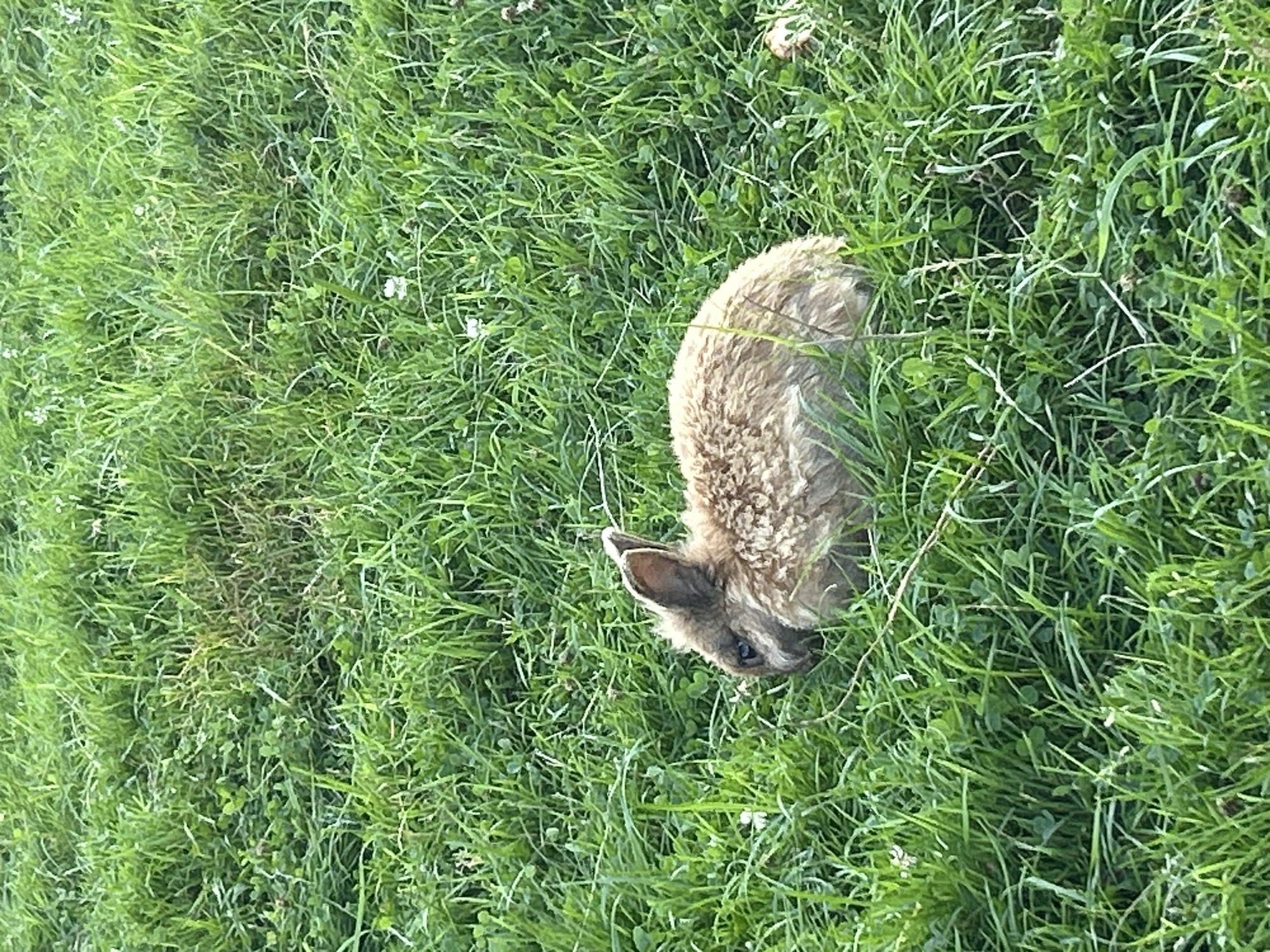 The image shows a fluffy, light brown rabbit lying in lush green grass. The rabbit is facing to the left of the frame, with its ears perked up and its body curled slightly. The grass is dense and appears to be a natural meadow, with some clover and small white flowers interspersed. The lighting suggests it is daytime, with soft, natural light illuminating the scene. The background is entirely composed of the same green grass, creating a naturalistic environment. No specific urban features or buildings are visible, so it is not possible to determine a location within the city of Romashkovo, Russia from the image alone.