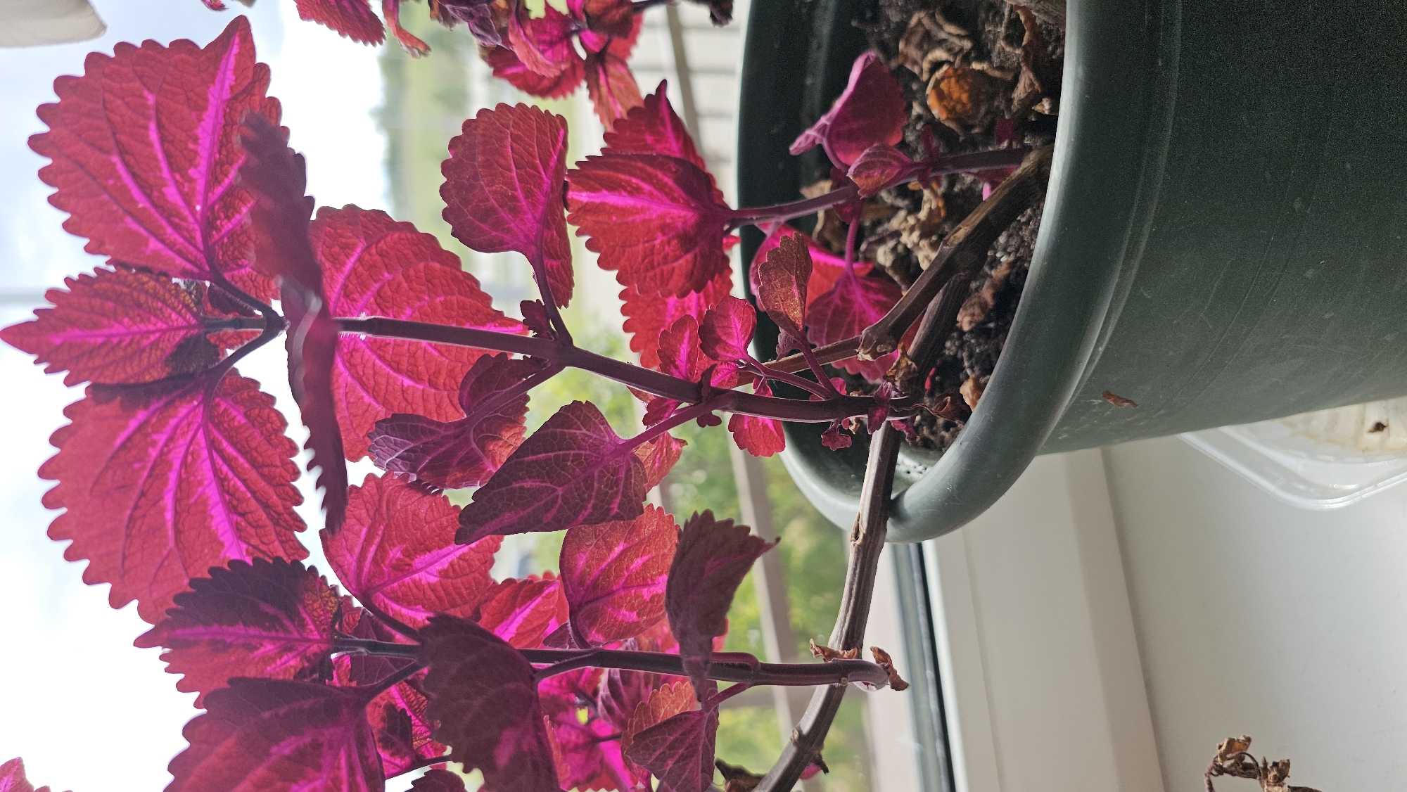 The image shows a close-up of a potted plant with vibrant red-pink leaves. The plant is in a dark green plastic pot filled with dark soil. The pot is placed on a white windowsill, with a blurred background of greenery and sky, suggesting an outdoor or window view. The plant's leaves are the dominant feature, illuminated from behind, highlighting their intricate venation and serrated edges. The stems are dark and thin. The overall lighting suggests it is daytime. There are no people or animals visible in the image. The location is not specified in the image or hints, therefore it is not possible to determine if it is in Minsk, Belarus.