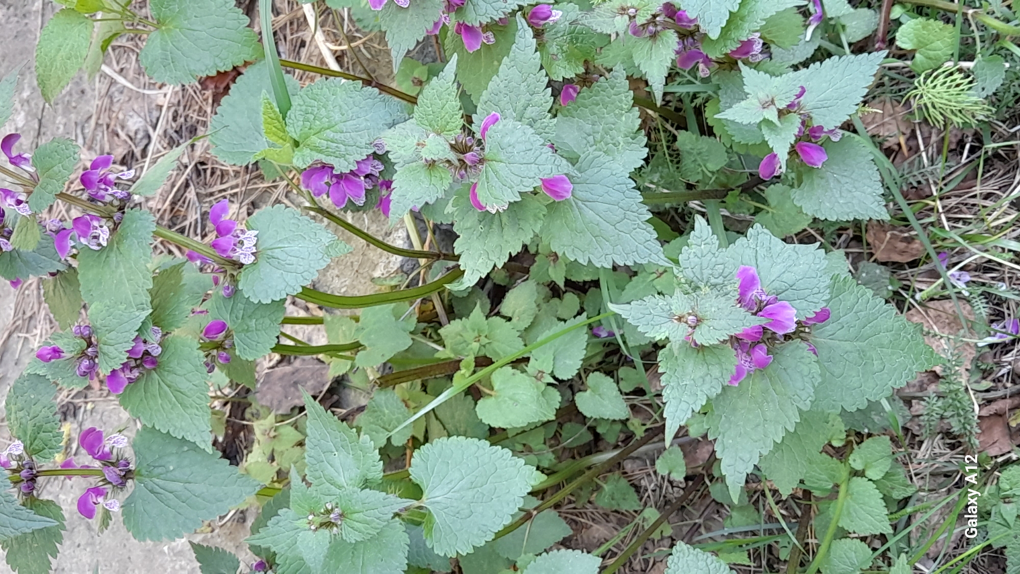 The image shows a patch of purple dead-nettle (Lamium purpureum) growing in an unidentified location, potentially in the vicinity of Марковский, Russia. The plants feature characteristic heart-shaped leaves and clusters of small, purple flowers. The surrounding environment appears to be a natural setting with other low-growing vegetation and scattered ground debris like dry leaves and twigs. The photo was apparently taken with a Samsung Galaxy A12 phone.