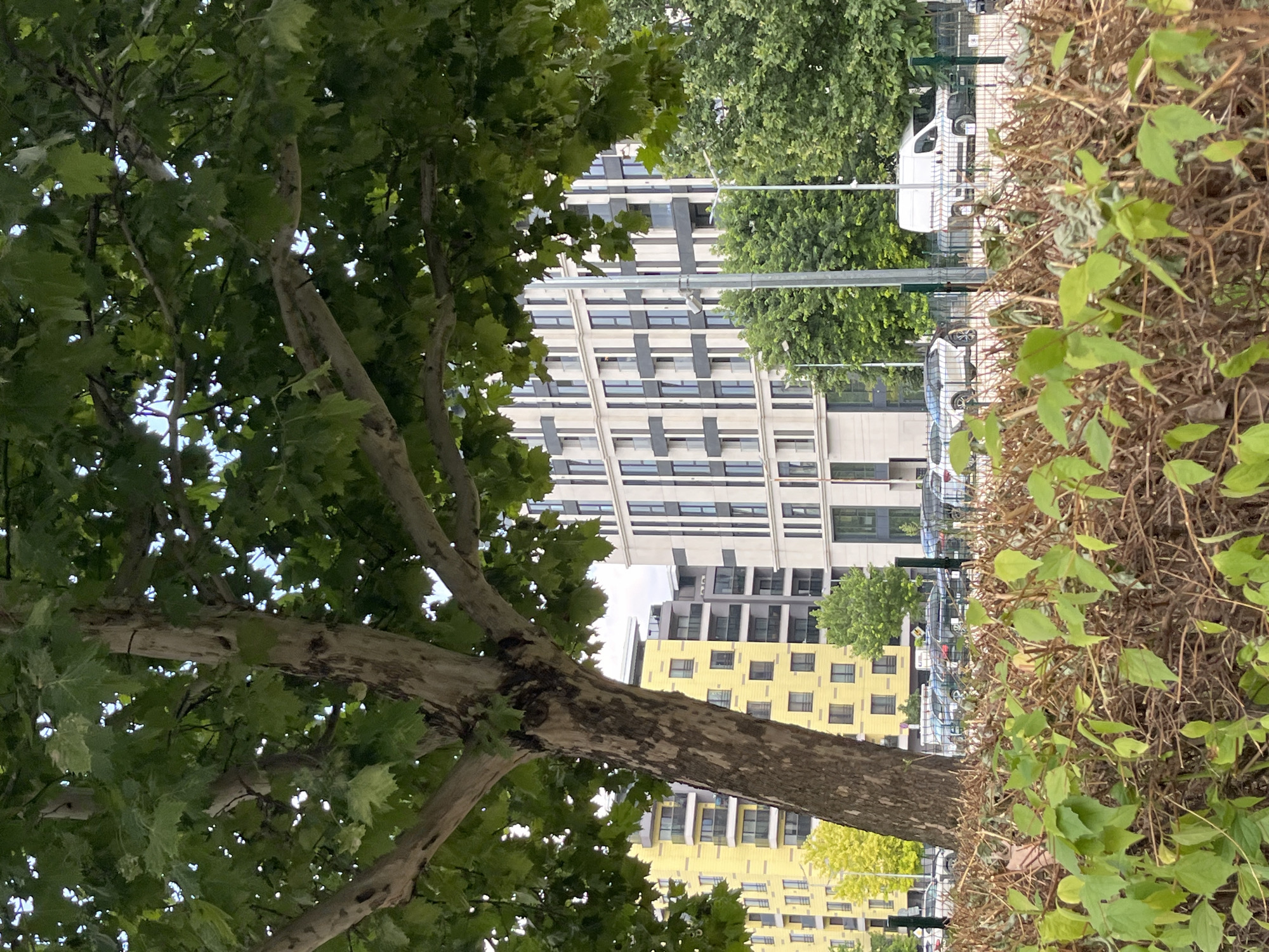 The image depicts an urban scene with a large tree in the foreground, its canopy obscuring a portion of the sky. Behind the tree, several modern multi-story buildings are visible. One building to the left is a bright yellow, while another to the right is a lighter color with dark vertical accents. A street with parked vehicles and a white van is present in the middle ground, separated from the foreground by a fence and a dense hedge. Trees and streetlights are also scattered throughout the scene. The image does not provide enough information to determine the specific location in the city of Plovdiv, Bulgaria.
