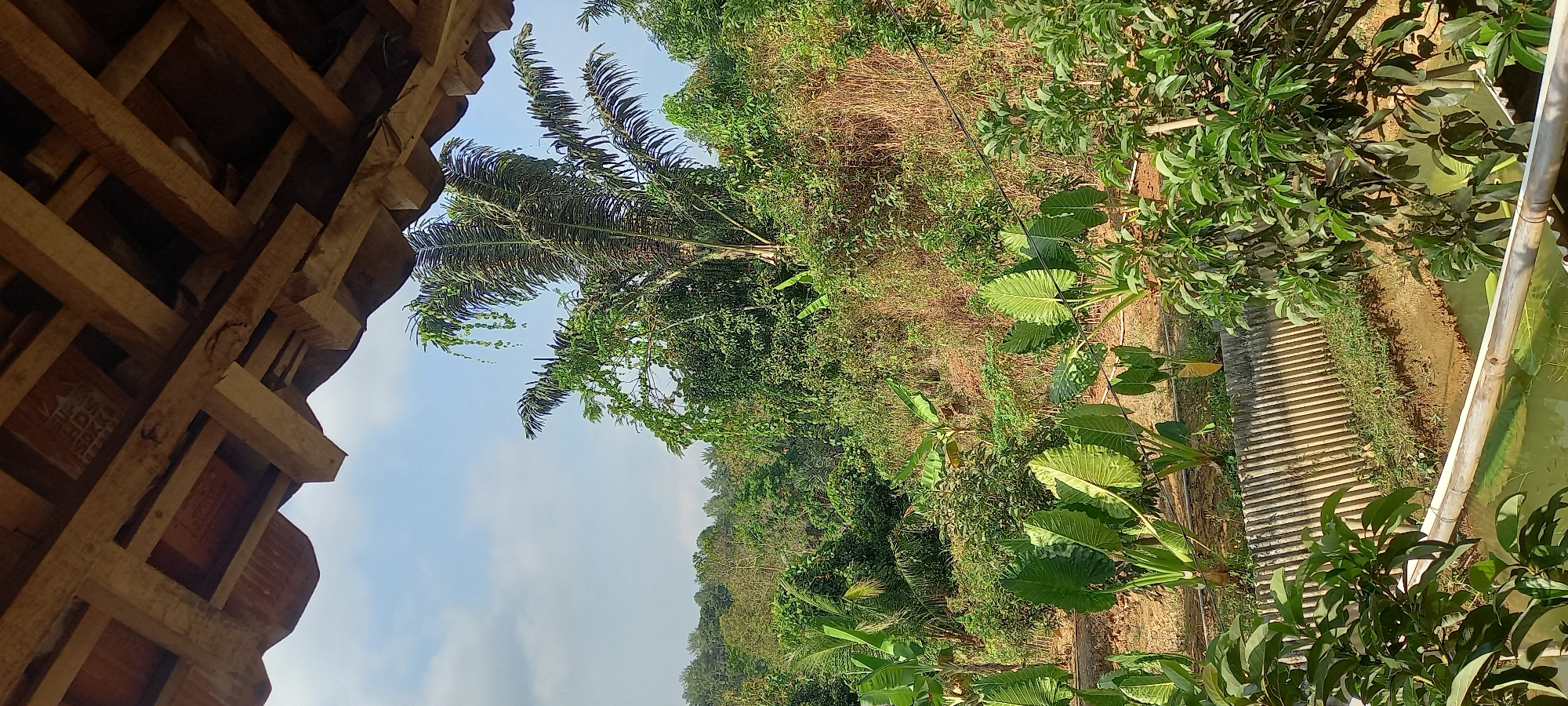 The image captures a view from a covered porch, looking out onto a lush, green landscape. The porch ceiling, made of wooden beams and what appears to be terracotta tiles, is visible in the foreground. Beyond the porch, a dense hillside is covered with various types of trees and vegetation, including palm trees, banana plants, and large-leafed taro plants. The terrain is uneven, with dry grasses interspersed among the green foliage on the slope. In the middle ground, a small body of water, possibly a pond or canal, is visible, bordered by a low, vertical wooden fence and a concrete wall. The sky above is a clear blue with a few wispy clouds. The scene suggests a rural or semi-rural setting in Majingklak, Indonesia, characterized by abundant plant life and a natural, slightly wild environment. There are no people visible in the image, nor are there any discernible human activities taking place.