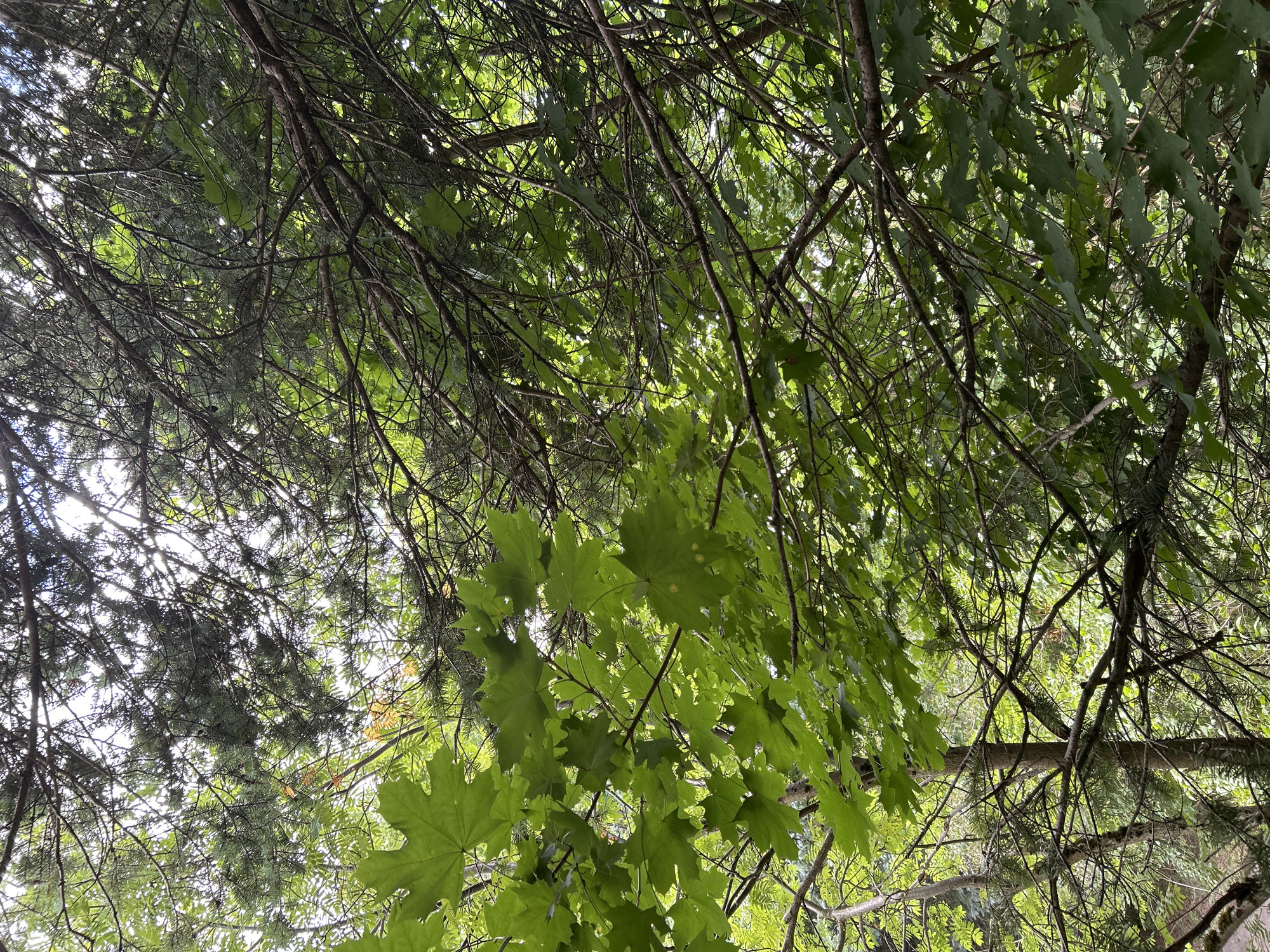 The image is a low-angle view looking up through a dense canopy of green leaves and dark tree branches. Sunlight filters through the foliage, creating a dappled effect. On the left side of the frame, large, distinctly lobed green leaves, likely from a maple tree, are prominent. Interspersed with these are the finer needles and branches of evergreen trees. The overall impression is of a natural, wooded environment. No people, specific landmarks, or activities are visible to indicate a precise location within Zelenograd, Russia, or any other city. The scene depicts a typical forest or park setting with mixed deciduous and coniferous trees.