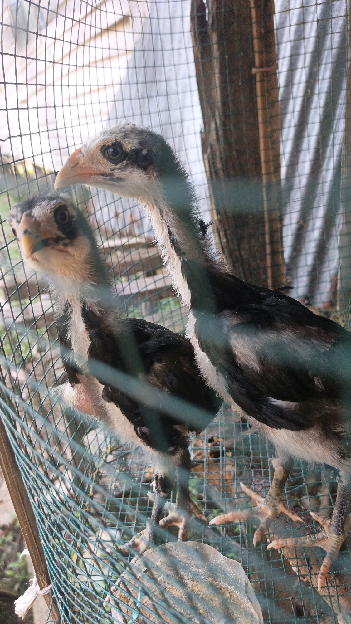 Two young chickens are in a cage made of green netting. The chickens have black and white feathers and orange beaks. One chicken is on the left, facing forward. The other chicken is on the right, facing away. The cage is made of wire mesh and wooden posts. The background shows a wooden fence and some greenery. The image appears to be taken outdoors in a rural setting.