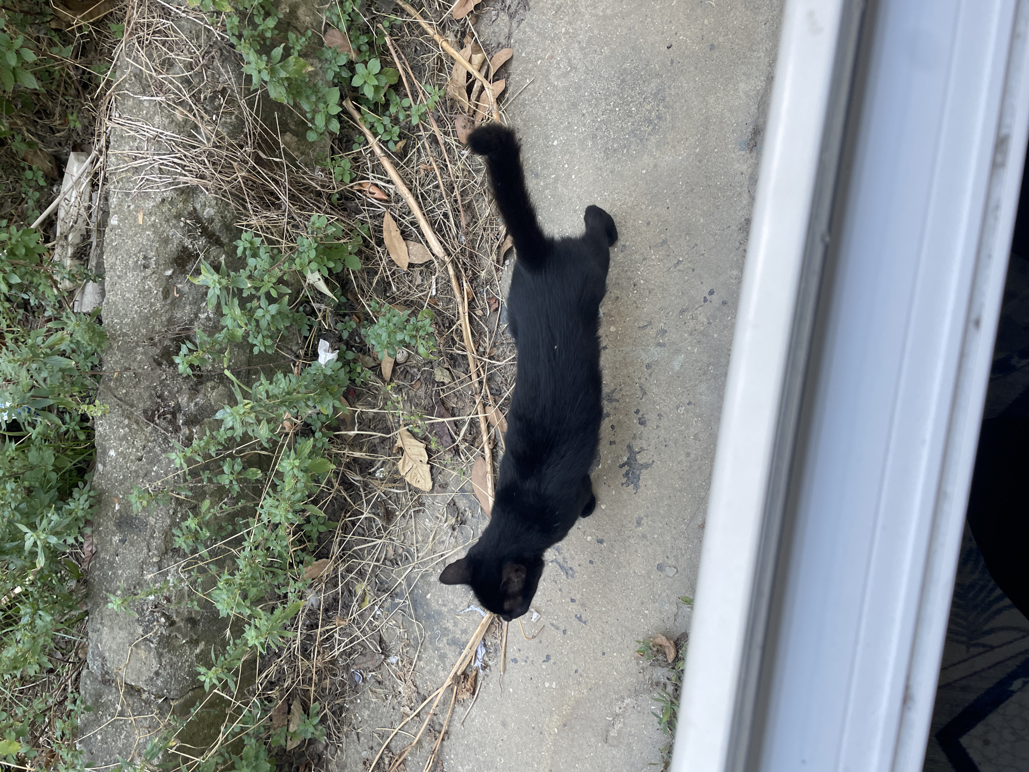 A black cat is walking on a concrete surface next to a low wall covered in greenery and dry brush. The scene appears to be an outdoor urban environment, possibly a backyard or alleyway in Kadıköy, Turkey. The cat is facing left, with its tail held upright and slightly curled at the tip. The foreground is partially obscured by a white windowsill or doorframe.