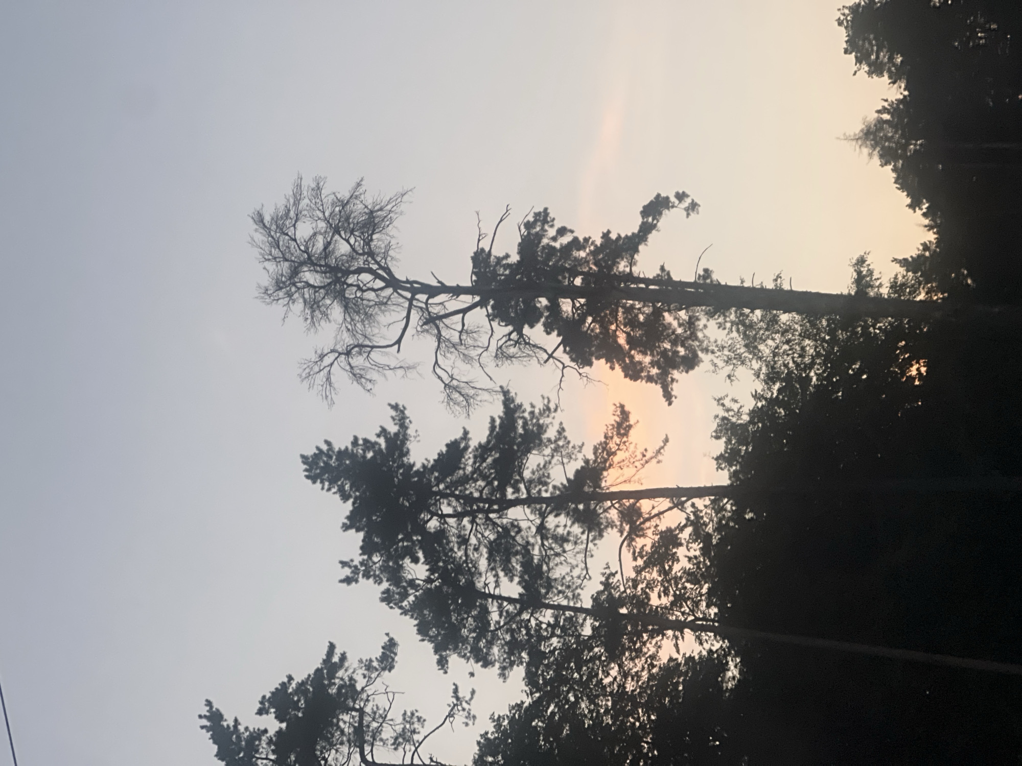The image captures a silhouetted view of pine trees against a dusky sky. The trees, rendered in dark tones, are prominent in the foreground and stretch upwards, their branches creating intricate patterns against the lighter backdrop. Some of the trees appear to be dead, with bare, skeletal branches, while others are dense with foliage. The sky exhibits a gradient of colors, transitioning from a light gray at the top to a soft orange and pink hue near the horizon, suggesting either sunrise or sunset. The overall impression is one of a quiet, perhaps melancholic, natural scene. There are no people or man-made objects visible, and no text is present in the image. The setting appears to be a forest or wooded area in Kalchuga, Russia, given the context provided. The lighting indicates it is either early morning or late evening.