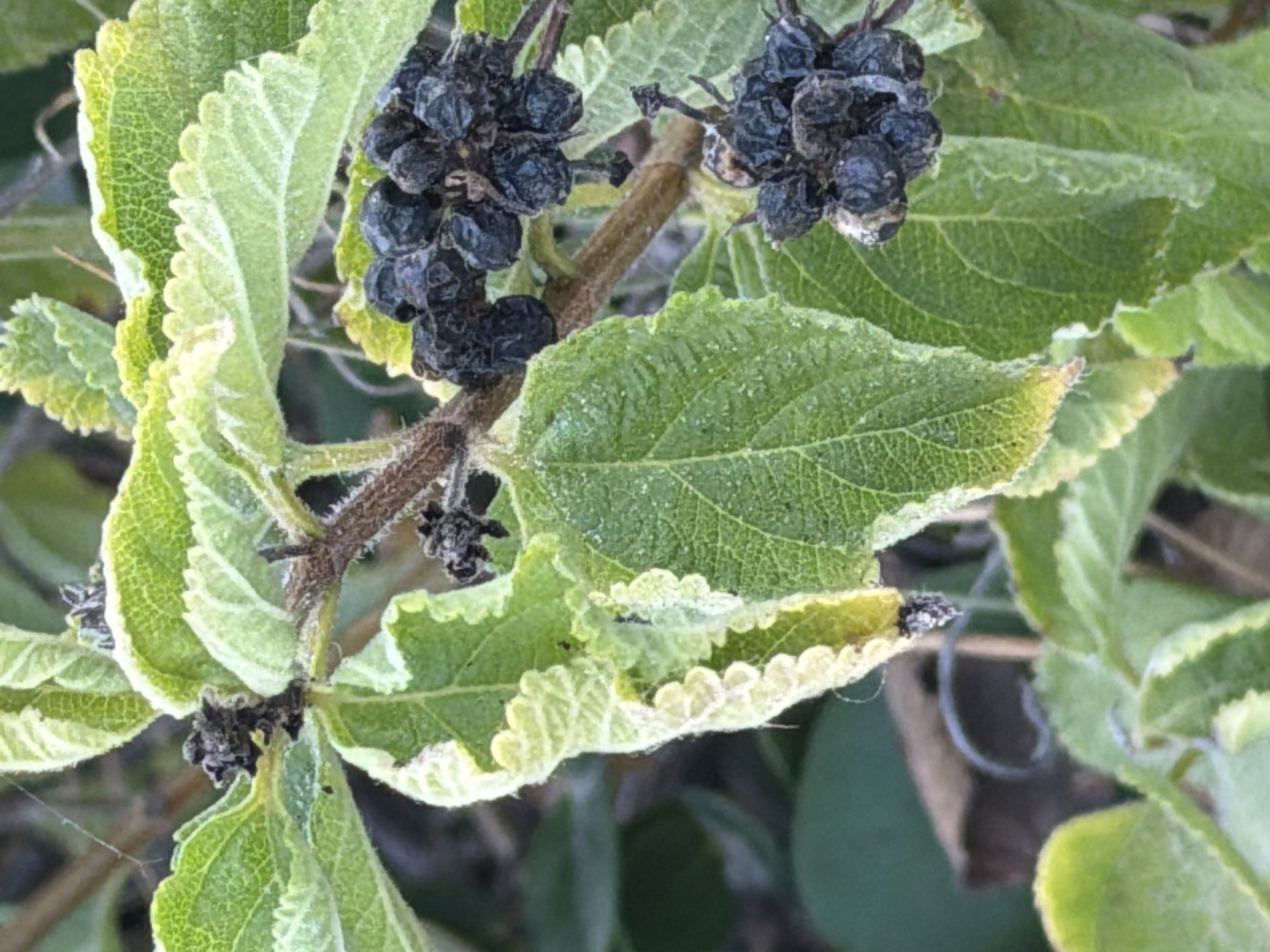 The image shows a close-up of a plant with green leaves and clusters of dark, shriveled berries. The leaves have a serrated edge and a slightly fuzzy texture. Some of the leaf edges appear to be tinged with yellow. The berries are clustered together on thin stems. The background is out of focus, showing other foliage and a blurred, dark object that might be a wire or branch. The lighting suggests it is daytime. There is no indication of the city of Bat Yam, Israel, or any specific environmental context.