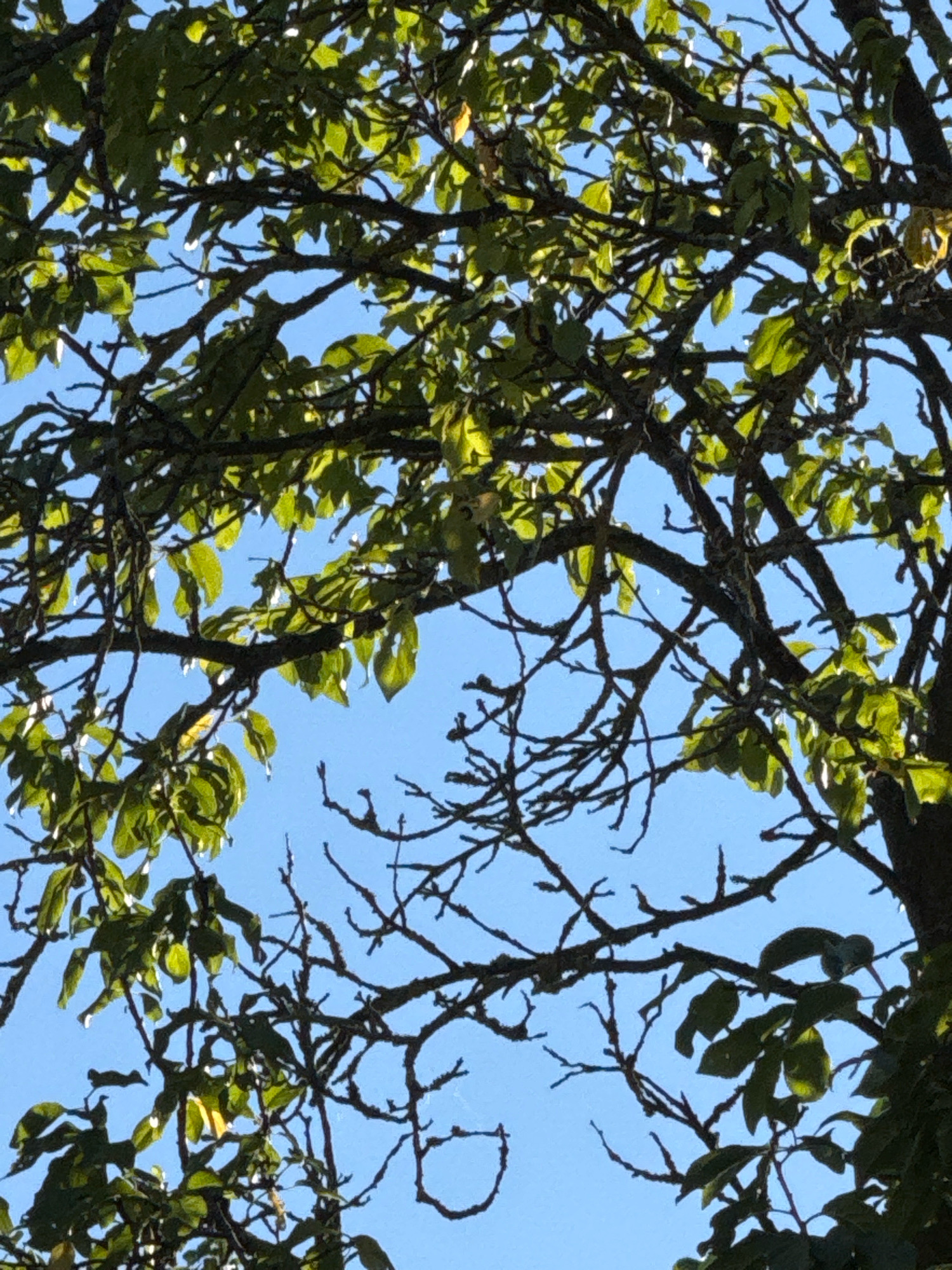 An image shows tree branches and green leaves against a clear blue sky. The branches are dark and gnarled, with some covered in lichen. Sunlight filters through the leaves, creating dappled patterns of light and shadow. The image is a close-up view of the tree canopy, looking upwards from below. No people are visible, and no specific location in Waiblingen, Germany, can be identified from the image. The scene is natural and serene, focusing on the intricate details of the tree's structure and foliage against the expansive sky.