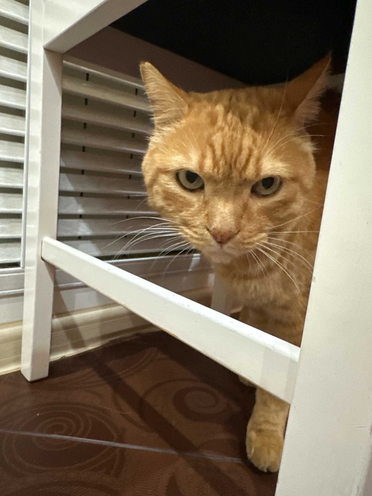 An orange tabby cat with green eyes peers out from under a white chair in a room. The cat's face is the primary focus, with its ears pricked and whiskers fanned out. Behind the cat, vertical blinds are visible, suggesting the presence of a window. The floor is covered in a dark brown patterned carpet. The chair appears to be made of white painted wood. This image was taken in Stavropol, Russia.