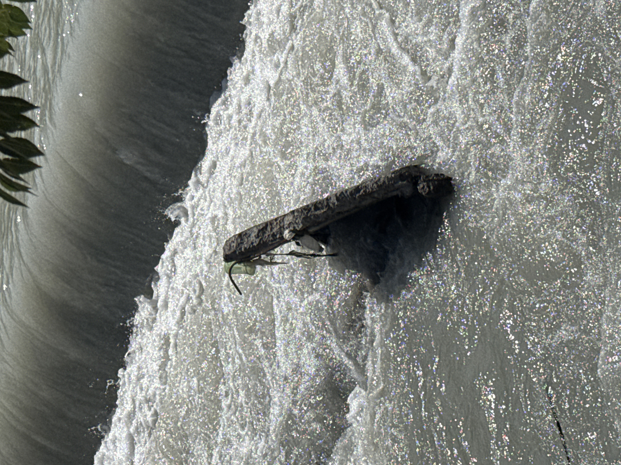 A close-up, high-angle shot captures a section of a waterfall or rapid flow of water, with a dark, man-made object protruding from the turbulent, sunlit surface. The water is a light grey, with numerous bright, sparkling highlights indicating sunlight reflecting off its agitated surface. The object, appearing to be a piece of concrete or rock, is dark and textured, with a green plastic bag or similar material draped over its upper portion, and other debris clinging to it. The water cascades over a dark grey, smooth surface in the background, suggesting a man-made dam or weir. In the upper right corner, dark green leaves of a tree hang into the frame, obscuring a small portion of the scene. The environment appears to be an outdoor waterway, possibly a river or canal within Bishkek City, Kyrgyzstan, given the context.