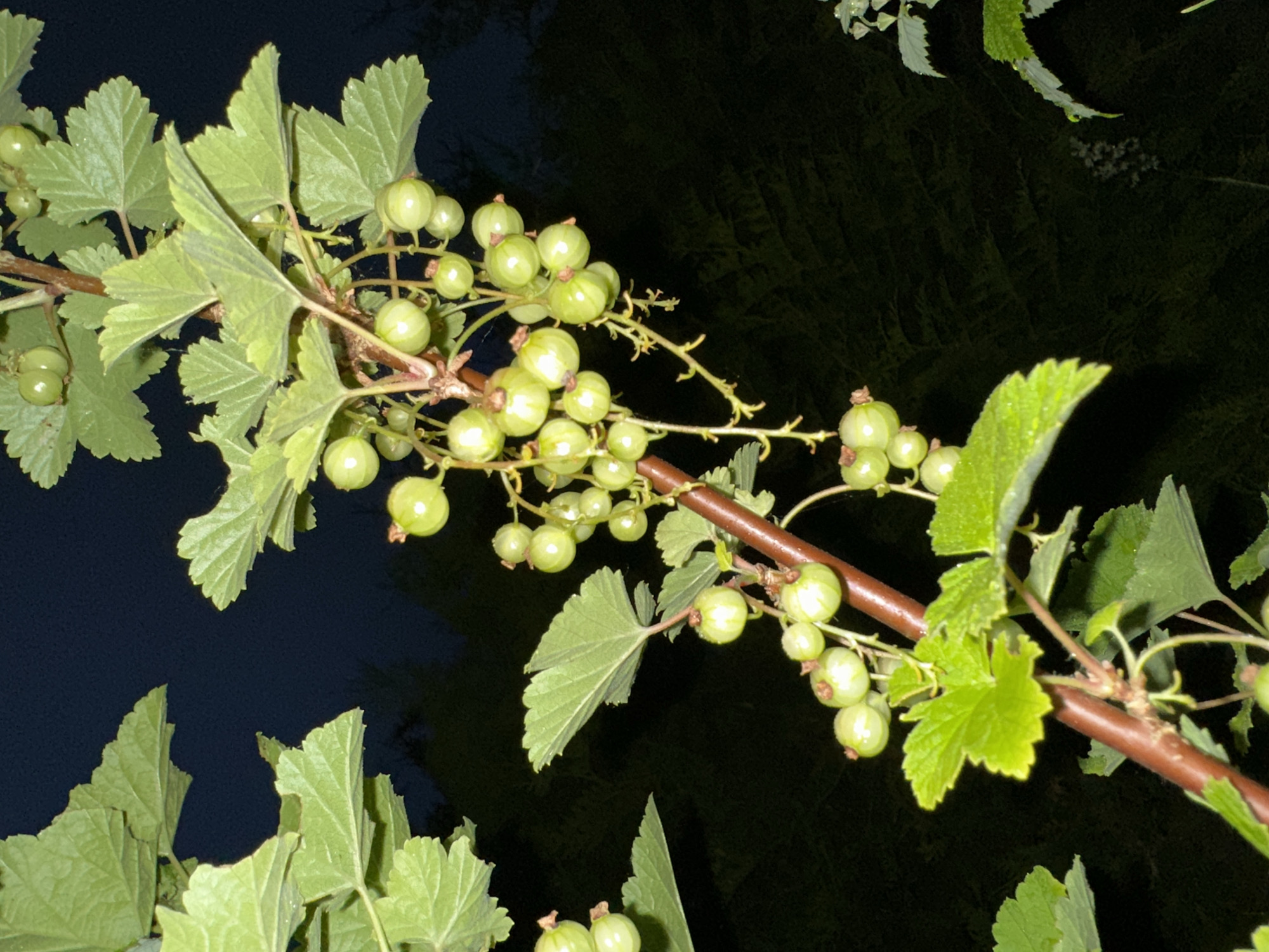 A close-up, vertical, low-angle shot captures a branch of a currant bush with unripe green berries and leaves against a dark, out-of-focus background. The branch is reddish-brown and thick, with smaller offshoots. Clusters of small, round, light green berries hang from thin stems, some with visible calyxes. The leaves are palmately lobed with serrated edges and a textured surface, with some appearing slightly droopy. The lighting suggests it is nighttime or a very dimly lit area, with artificial light illuminating the foliage and berries. The background is a dark, indistinct mass, possibly foliage or a wall, with no discernible features. There are no people, animals, or man-made objects visible. The image is devoid of any context suggesting a specific location within Askim, Norway.