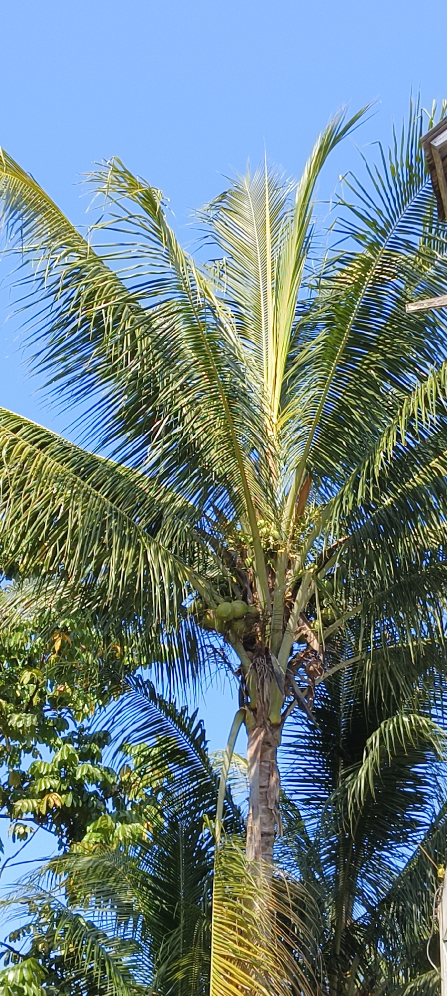 An upward shot of a coconut palm tree against a clear blue sky. The palm tree has long, green fronds and a brown, textured trunk. Several green coconuts are visible clustered near the top of the trunk, among the fronds. To the left of the coconut palm, the green foliage of another tree is partially visible. The scene appears to be outdoors, likely in a tropical or subtropical environment, consistent with the location of Waisai, Indonesia. No people or specific man-made structures, aside from a hint of a wooden roofline at the upper right, are clearly depicted. The lighting suggests it is daytime.