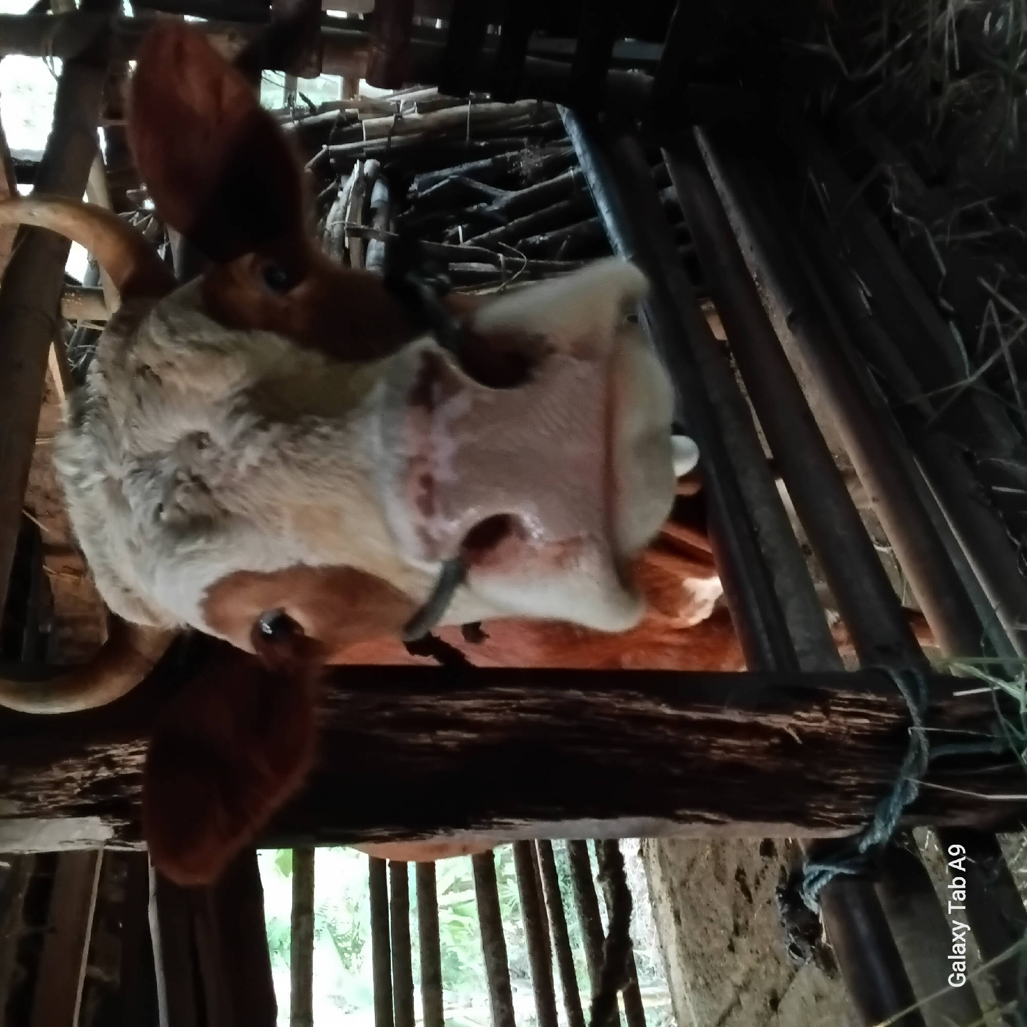 A close-up, head-on shot captures a cow's face emerging from a rustic wooden pen, likely in the city of Trenggalek, Indonesia. The cow has reddish-brown and white markings, with short, curved horns. Its eyes are dark and wide, and its snout is pink and wet. A thin wire or string is looped through its nostrils, a common practice for animal handling. The pen is constructed from rough-hewn wooden posts and horizontal beams, with a rough floor and piled-up wooden materials in the background. The lighting is dim, suggesting an indoor or shaded environment, with some natural light filtering in from the sides. The overall impression is of a rural or agricultural setting.