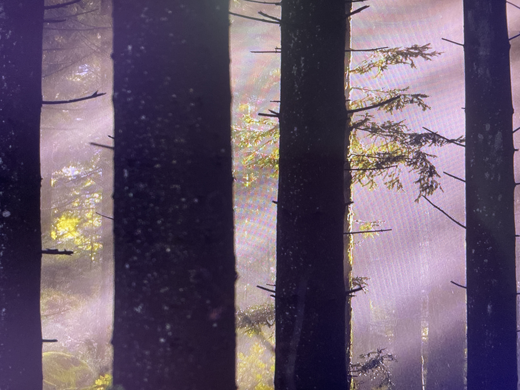 The image depicts a view through dense trees in a forest. The trees are dark and appear to be evergreen, with some branches visible. Sunlight filters through the foliage, creating beams of light that illuminate mist or fog within the forest. The background is hazy and shows more trees and greenery, with patches of yellow and green suggesting sunlight hitting leaves. The overall atmosphere is serene and mystical. There are no people or specific objects identifiable in the scene that would indicate a location in the city of Rivne, Ukraine. The image focuses on the natural environment of a forest.