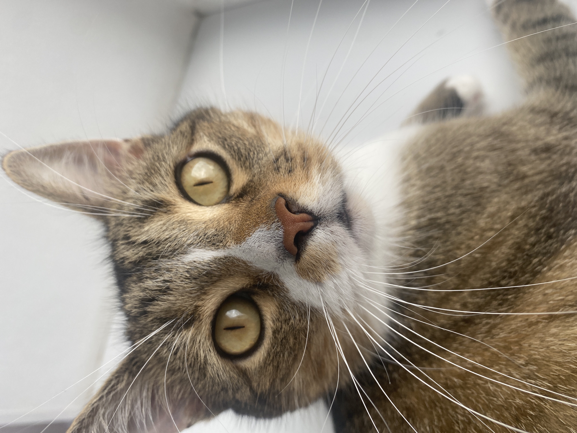 A close-up, head-on shot shows a domestic cat with tabby markings, golden eyes, and a pink nose. The cat's white whiskers are prominent against its fur. The background is out of focus and appears to be a plain, light-colored surface. No specific location in Novokuybyshevsk, Russia, can be determined from the image.