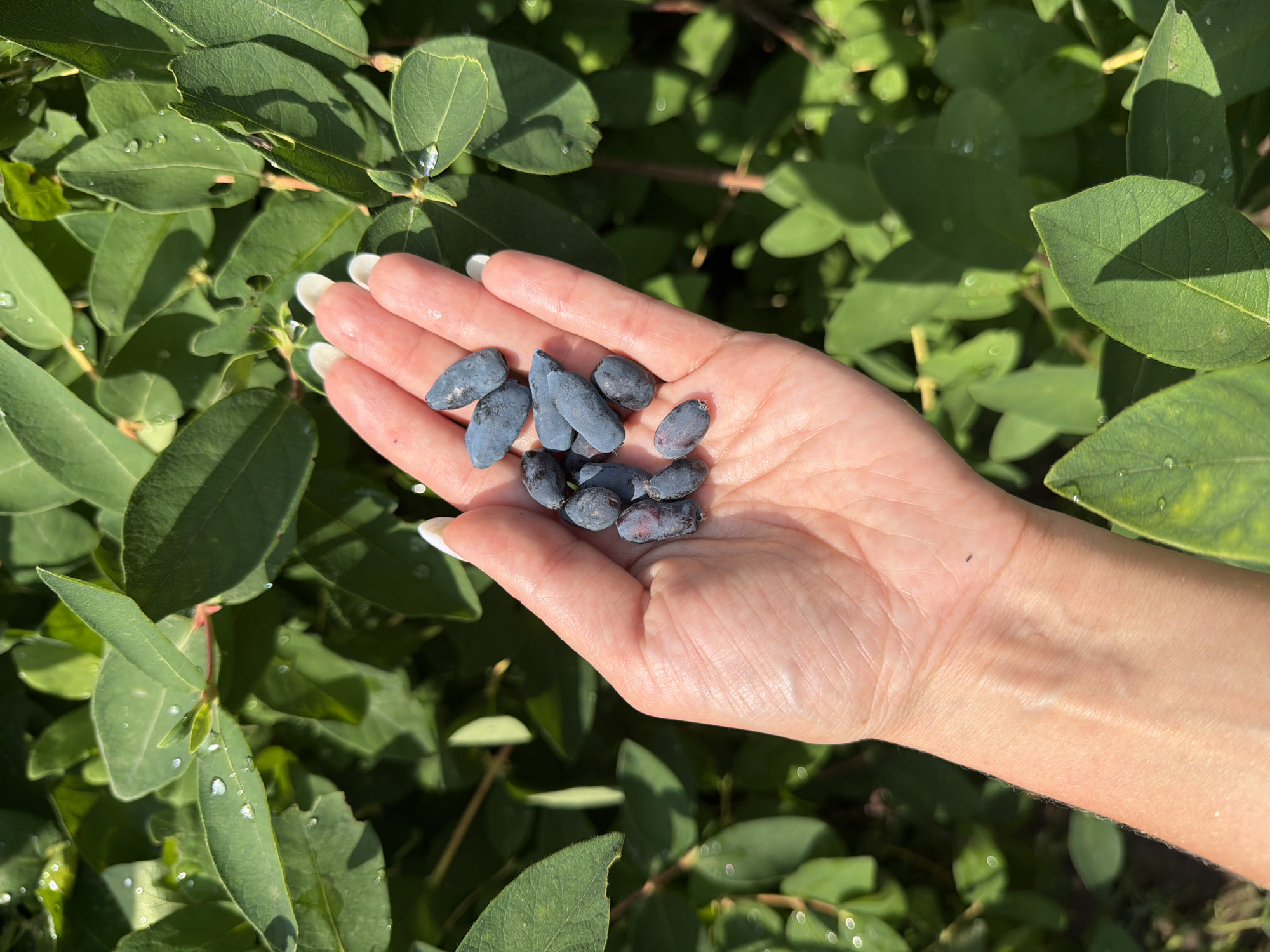 In the city of Vassyata, Russia, a person's hand is holding several dark blue, oblong berries, likely Haskap or Honeysuckle berries, against a backdrop of lush green foliage. Water droplets are visible on the leaves, suggesting recent rain or dew. The berries are clustered in the palm of the hand, and the individual's fingernails are painted white. The scene is illuminated by natural sunlight, casting shadows on the leaves.