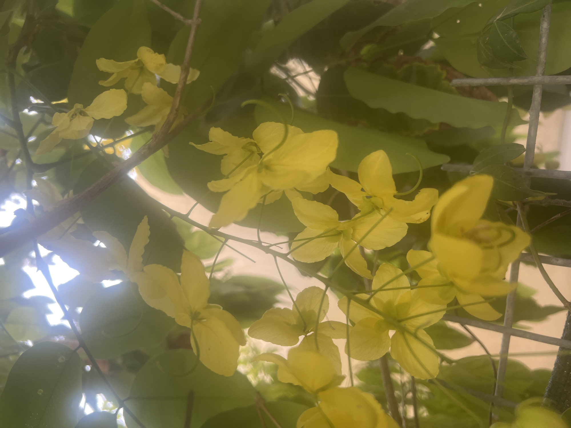 A close-up, slightly out-of-focus shot captures a cluster of bright yellow flowers, likely from a Golden Shower tree (Cassia fistula), against a backdrop of green leaves and branches. The flowers have five petals each and hang in drooping racemes. Sunlight filters through the foliage, creating a soft, diffused glow. A section of a grey metal fence is visible in the lower part of the frame, suggesting an outdoor setting. The location is identified as Hof HaCarmel Regional Council, Israel.