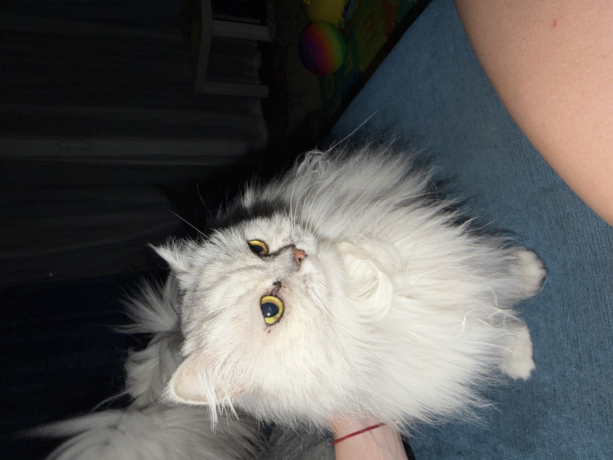 A long-haired silver Persian cat with yellow eyes is shown sitting on a blue surface. The cat's fur is very fluffy and appears to be groomed. A person's arm with a red bracelet is visible on the left side of the image. In the background, there are dark curtains and a small rainbow-colored ball. The scene appears to be indoors, likely in a domestic setting. There is no indication of the location being Sharm El Sheikh, Egypt.