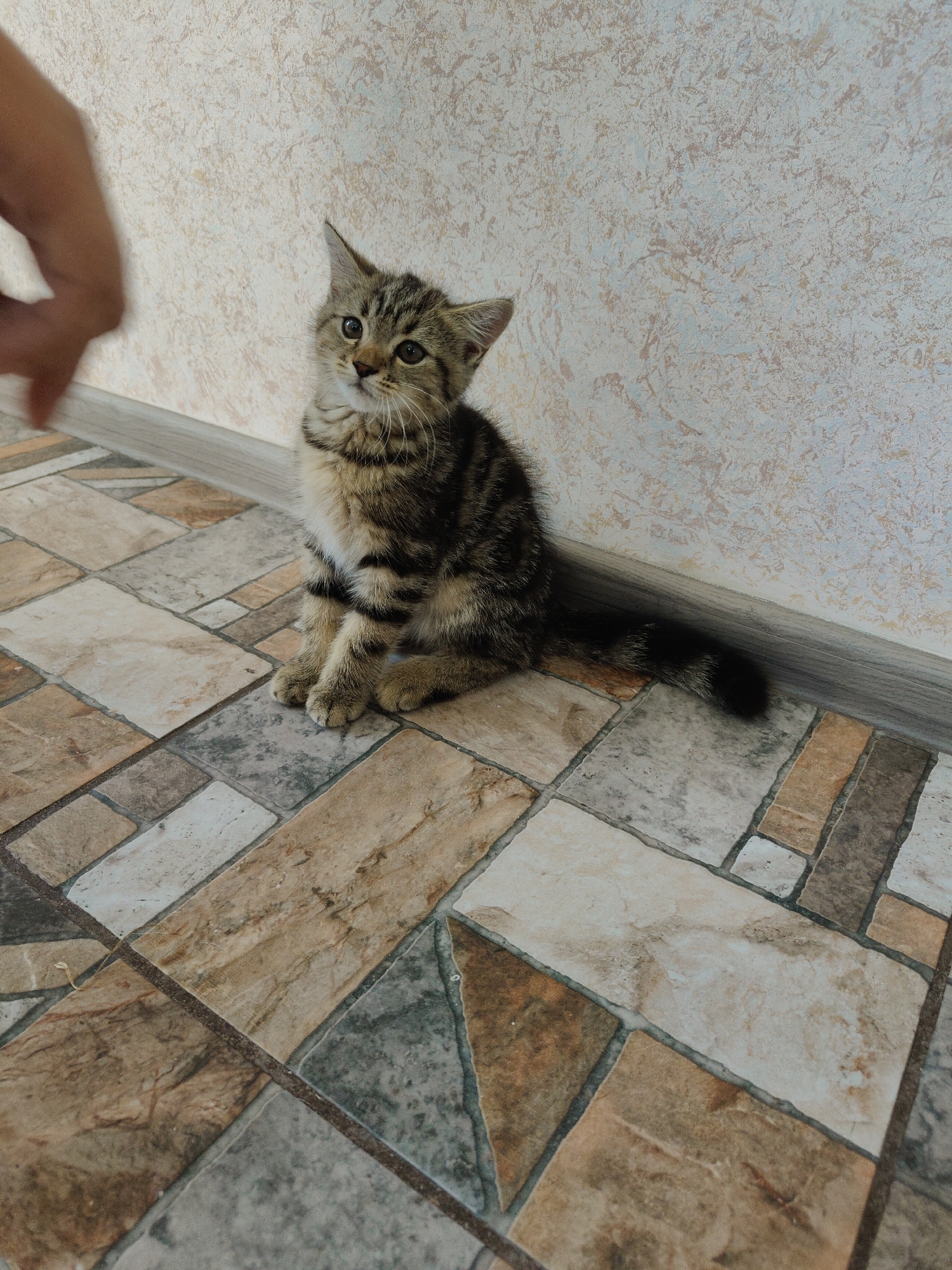 An indoor, eye-level, medium shot shows a tabby kitten sitting on a floor of rectangular and square tiles of varying shades of brown, beige, and gray. The kitten is facing the camera with its front paws together and its tail extending to the right, touching the baseboard. The kitten's fur is striped with dark brown and black markings on a lighter brown background. Its ears are perked, and its eyes are wide and looking up towards the left. A blurred human hand with outstretched fingers is visible in the upper left corner of the frame, positioned to the left of the kitten. The wall behind the kitten has a textured, light beige finish with subtle darker patterns. The scene appears to be a residential interior.