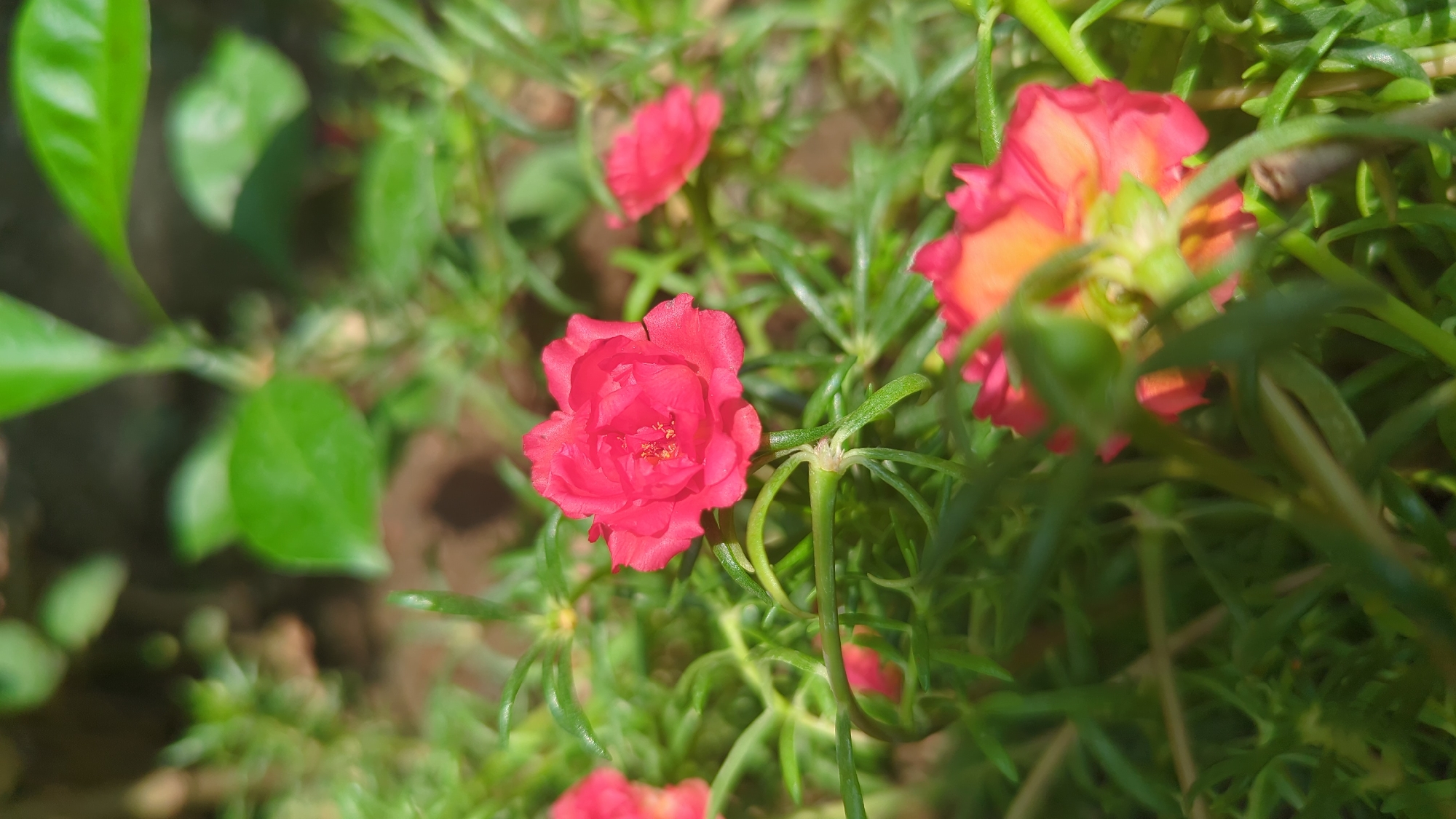 The image shows a close-up of several vibrant pink and orange flowers, likely Portulaca grandiflora, also known as moss rose or eleven o'clock. The flowers are in focus, with their delicate petals unfurling. They are surrounded by lush green, succulent-like foliage, characteristic of this plant. The background is blurred, suggesting a shallow depth of field, and includes hints of soil and more greenery, indicating an outdoor setting. The sunlight appears to be strong, casting highlights on the petals and leaves. There are no people or animals visible in the image. This scene is typical of a garden or natural landscape in a warm climate, potentially found in Penjor, Indonesia, given the reference to the location.