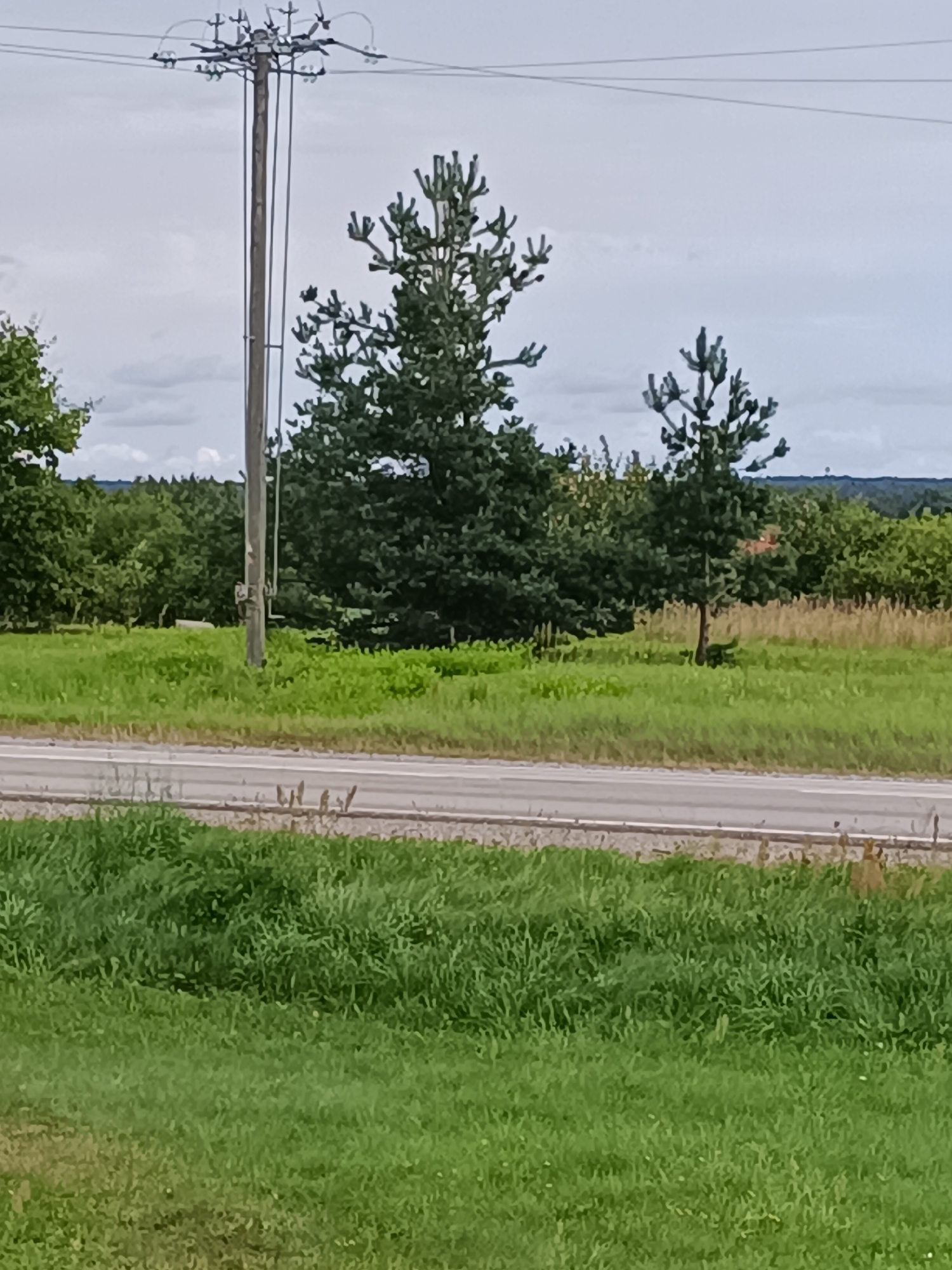 The image shows a roadside scene in Kuldīga, Latvia. In the foreground, there is a grassy area with a paved road running horizontally through the middle of the frame. Beyond the road, a field of green grass is visible, dotted with some dry vegetation. A large wooden utility pole with electrical wires runs vertically on the left side of the image. Behind the pole and the grassy field, there are several trees, including two prominent pine trees. The sky is overcast with clouds. The overall scene depicts a rural or suburban landscape.