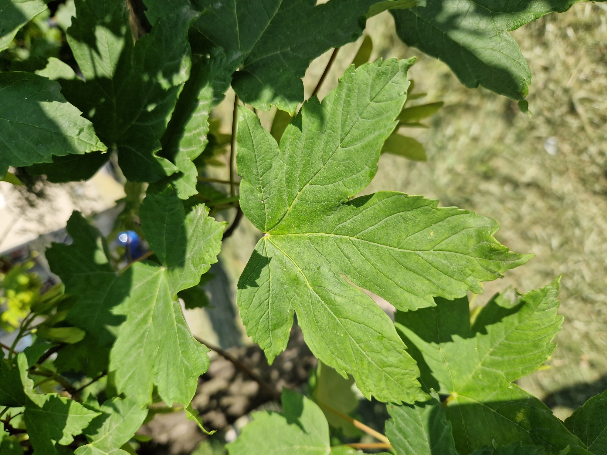 The image shows a close-up of a green, five-lobed leaf, likely from a maple tree, with visible veins. The leaf is in focus, with other leaves and branches blurred in the background. Sunlight casts shadows on the leaves, creating a dappled effect. The environment appears to be outdoors, with hints of grass and possibly a building in the distance. There are no people or animals visible in the image. The location is identified as Sofia, Bulgaria.