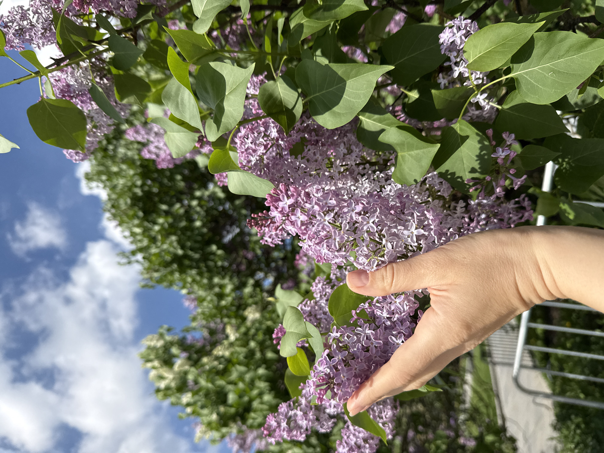 The image shows a lilac bush with purple flowers being held by a fair-skinned human hand. The bush is in full bloom with many clusters of small, delicate flowers and green leaves. In the background, a blue sky with white clouds is visible, along with other green trees. A part of a metallic railing can be seen on the right side of the frame. The scene appears to be outdoors in daylight. While it's impossible to confirm the location without additional context, the plant life and architectural detail don't provide enough detail to confidently name Moscow as the location.