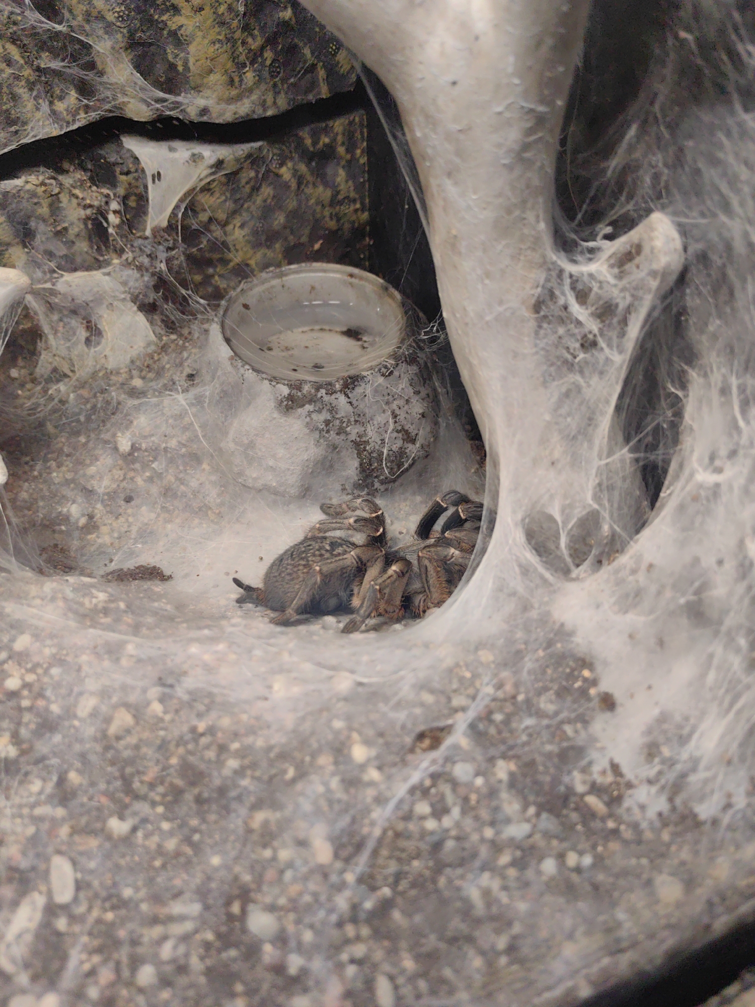 The image shows a tarantula and what appears to be prey or a companion, both resting within a dense web structure. The tarantula is on the right side of the frame, its hairy legs and segmented body clearly visible. To its left, another creature, possibly a smaller spider or insect, is also visible. The surrounding environment is a rocky, earthy substrate, interwoven with thick, white spider webs that create a tunnel-like effect. A small, clear dish is visible in the upper left portion of the image, possibly a water dish or part of the enclosure. The lighting suggests an indoor environment, perhaps a terrarium, with soft, diffused light. The overall mood is still and quiet, highlighting the natural behavior of the tarantula in its habitat. No text is visible in the image.