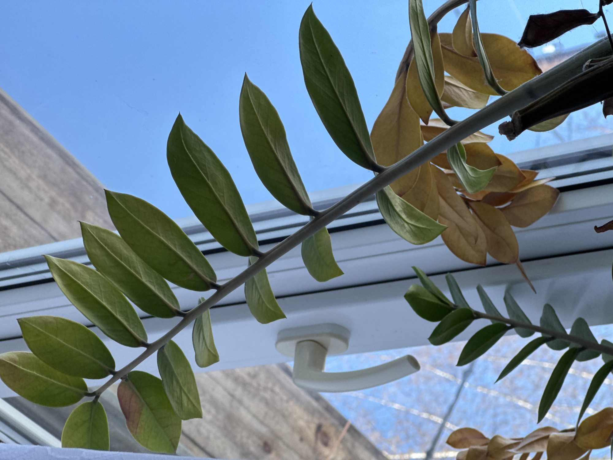 A low-angle shot shows a ZZ plant with green and browning leaves in front of a window. A white window frame and handle are visible behind the leaves. The sky is visible through the window, with a blue hue and some cloud cover. The plant appears to be indoors, possibly on a windowsill. The location of Кемуль, Russia is not evident in this image.
