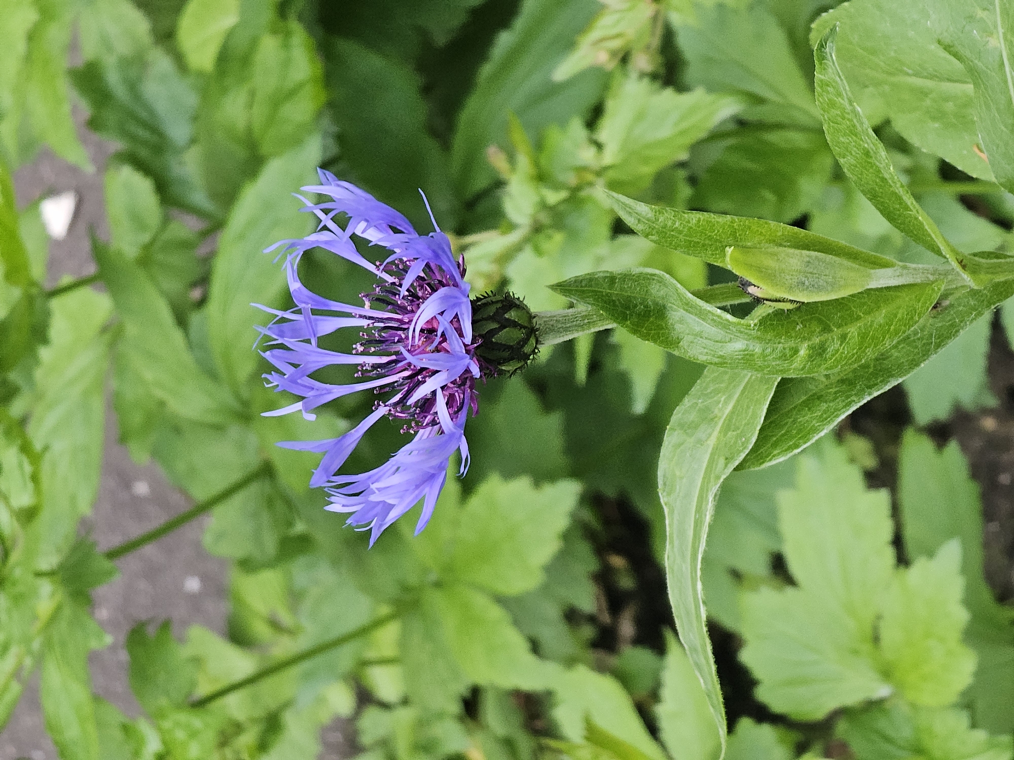The image shows a single cornflower (Centaurea cyanus) in bloom. The flower has lavender-blue petals radiating from a dark purple center with spiky, black-tipped stamens. The flower head is still surrounded by unopened green buds. The plant is surrounded by dense green foliage. The ground is a mix of gray asphalt and loose dirt, suggesting an urban or suburban environment, with the photograph taken outdoors. While no information from the image specifically indicates the location is in Khimki, Russia, that information was included in the prompt.
