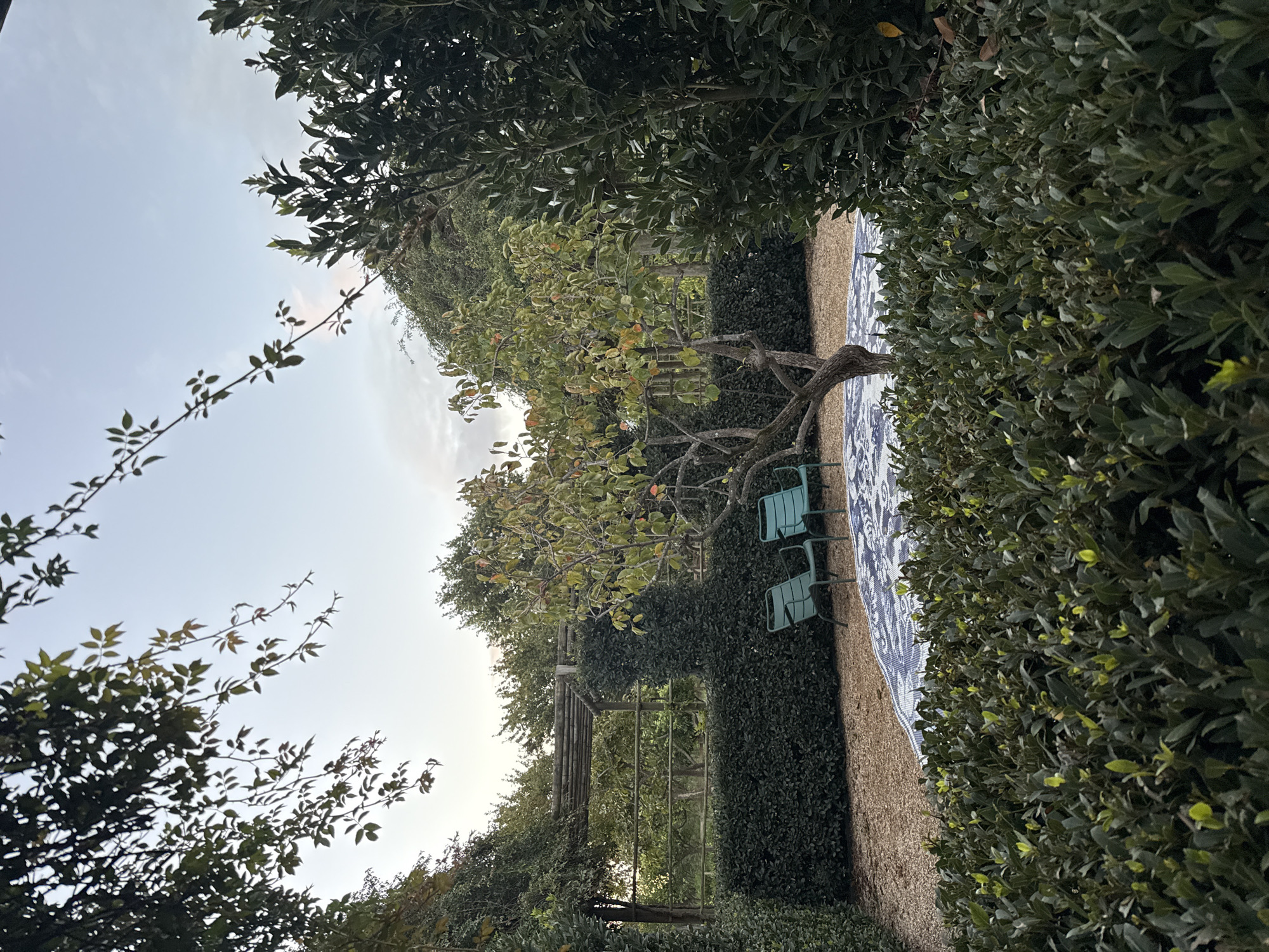 This image, when viewed upright, depicts a serene outdoor garden scene, likely situated in Drakenstein Nu, South Africa. The central focus is a gravel path or seating area flanked by tall, dense green hedges, creating a secluded ambiance.
In the mid-ground, a distinctive fruit tree with a gnarled trunk and branches is prominent, bearing numerous green leaves and small, round, orange-toned fruits, possibly quinces or pomegranates. On the light-colored gravel ground, a large, rectangular rug adorned with an intricate blue and white pattern is spread out. Two slatted, turquoise-colored metal chairs are placed upon the rug, arranged as a tranquil seating area.
Towards the background, a wooden pergola structure, partially enveloped by climbing greenery, is visible, adding to the garden's architectural elements. The sky above is bright with soft, scattered clouds, suggesting the gentle light of either early morning or late afternoon. The overall vegetation is lush and well-maintained, highlighting a cultivated and private natural setting. No people or visible text are present in the frame, contributing to a peaceful and inviting atmosphere.