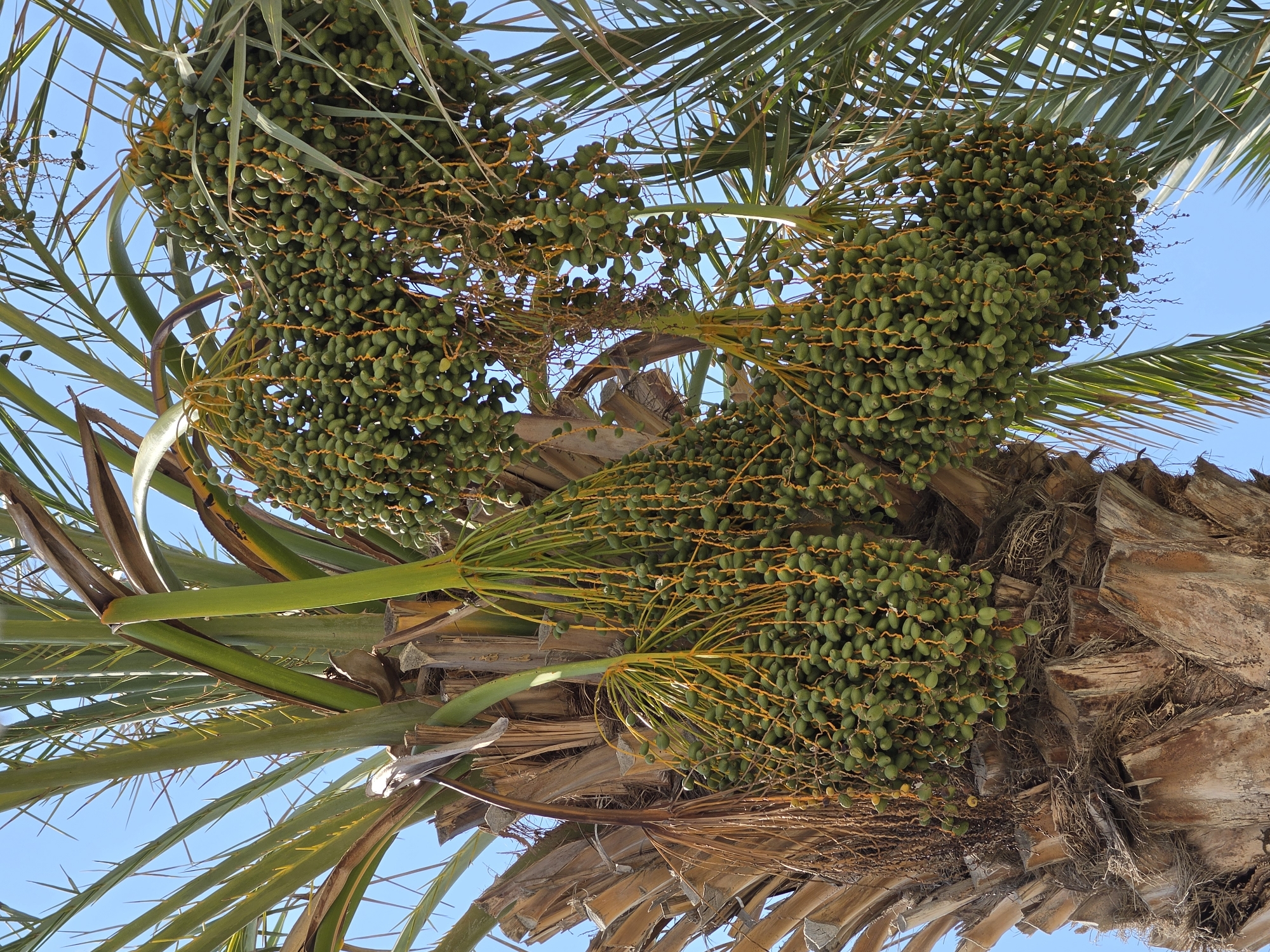 A close-up, low-angle, vertical shot focuses on a cluster of immature green dates hanging from a palm tree against a clear blue sky. The date fruits are small, oval, and numerous, clustered together in hanging bunches. The palm's rough, brown trunk is visible at the bottom, with textured bark and remnants of old fronds. Green palm fronds extend upwards and to the sides, some showing dried or brown tips. Yellowish, thin stems connect the individual dates within the bunches. The scene appears to be outdoors in a sunny environment, typical of the Hlorakas Community in Cyprus. No people or animals are present in the image.