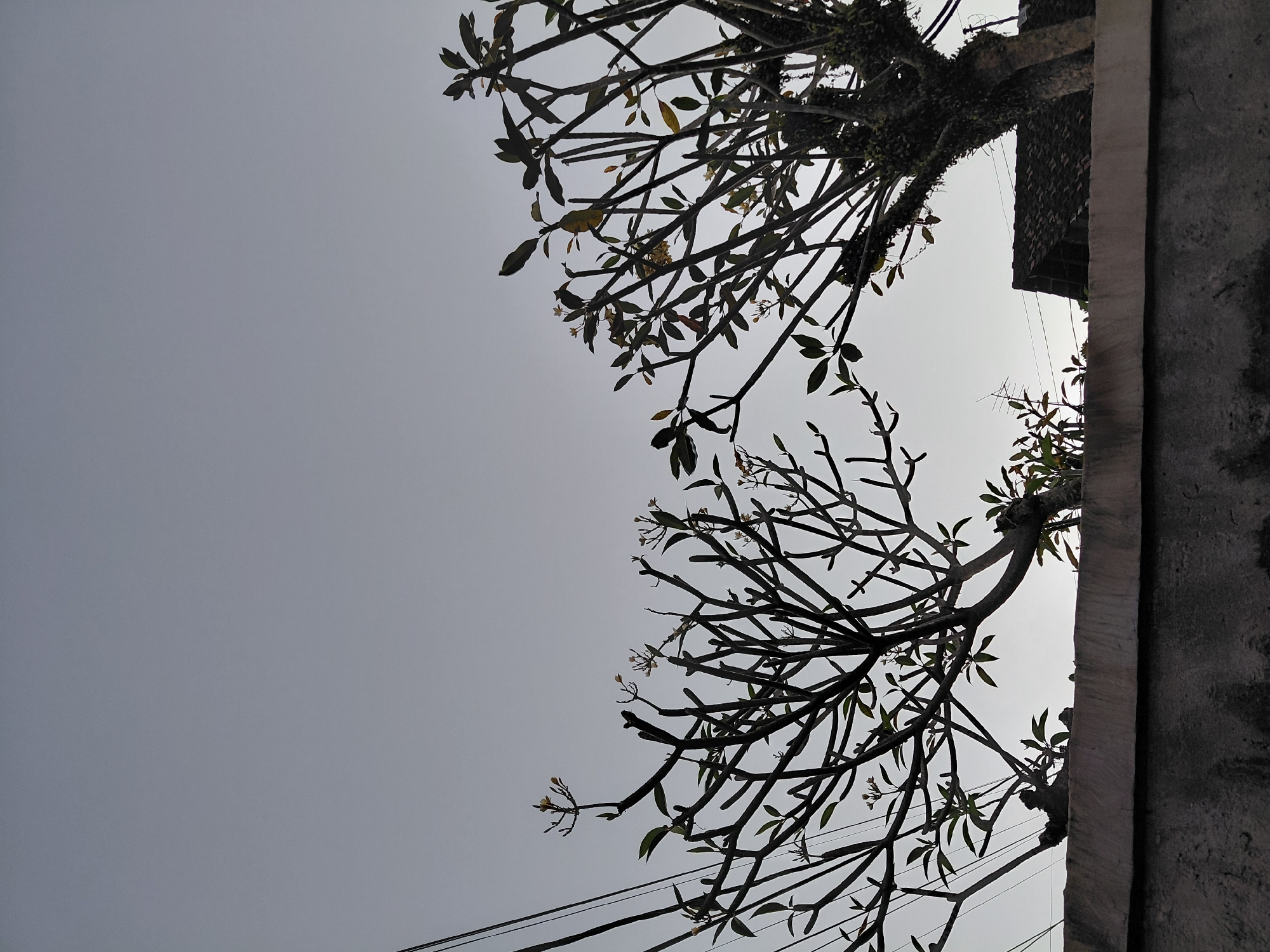 The image captures an upward view of a gray, overcast sky, framed by the silhouettes of two trees with mostly bare branches and sparse green leaves, likely frangipani (Plumeria). Small, light-colored flowers are visible among the branches. The trees occupy the left and top portions of the frame. To the right, a textured concrete or stone wall runs vertically, defining the edge of the scene.
Behind the tree on the upper right, parts of a tiled roof belonging to a building are visible, along with what appears to be an antenna and thin electrical wires crossing the lower section of the sky. The light is diffused, indicating an overcast day, without direct sunlight. The overall mood is calm and somewhat stark due to the silhouetted forms against the muted sky. No specific activity is occurring. The setting is an outdoor area, consistent with a street or residential space in Gianyar, Indonesia. No text is visible in the image.