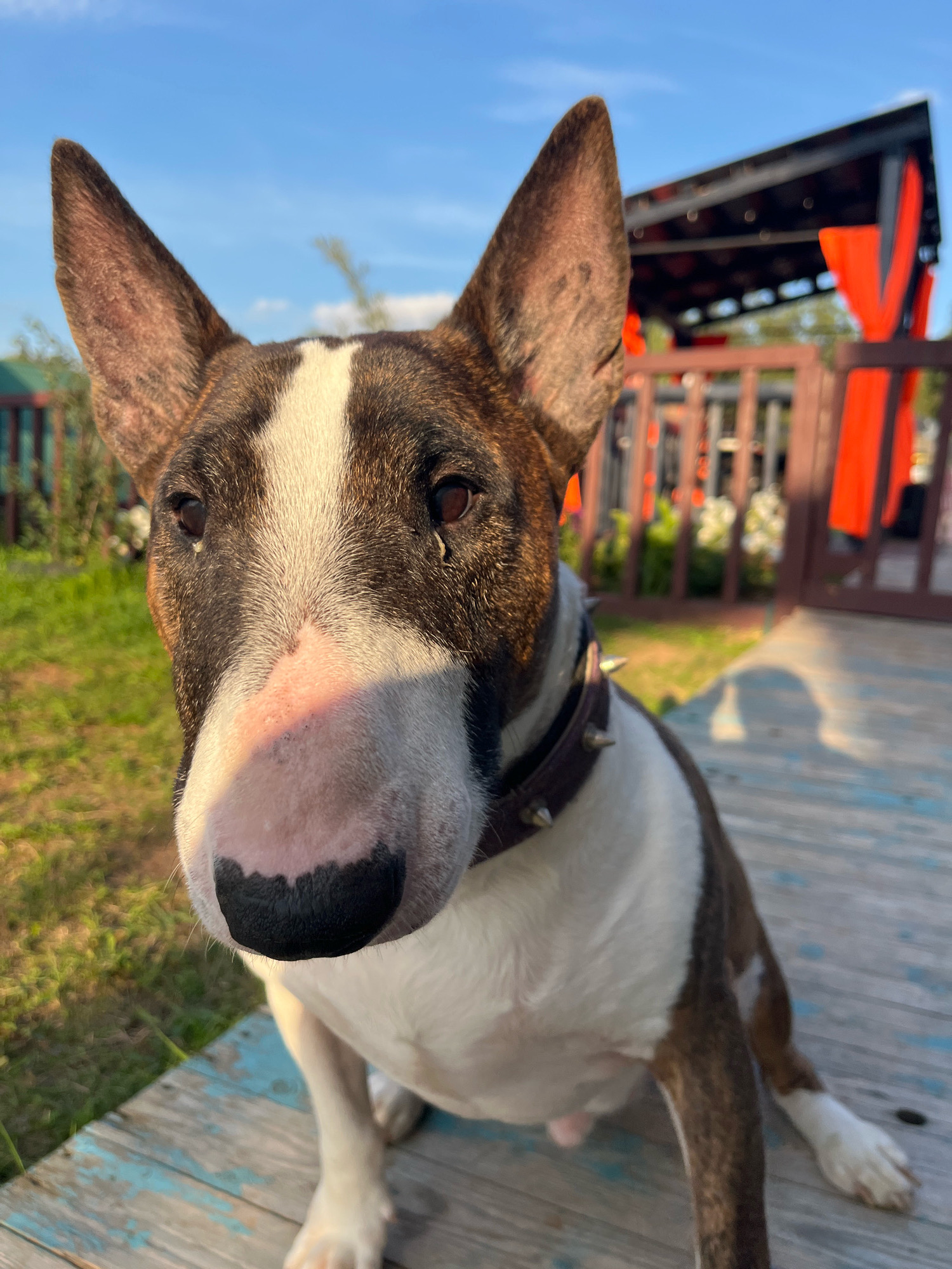 A bull terrier dog, with a white and brindle coat, sits on a weathered wooden deck. The dog is wearing a spiked brown leather collar. Its head is tilted slightly forward, and its large ears are erect. The dog's nose is a prominent feature, with a black tip and a pinkish-white area on its muzzle, illuminated by sunlight. In the background, out of focus, is an outdoor structure with a dark roof and orange accents, possibly a gazebo or pavilion, and green foliage. The sky is a clear blue. The scene appears to be set in a rural or semi-rural environment, with no specific identifiable landmarks within the city of Chaikovsky, Russia visible in the image.
