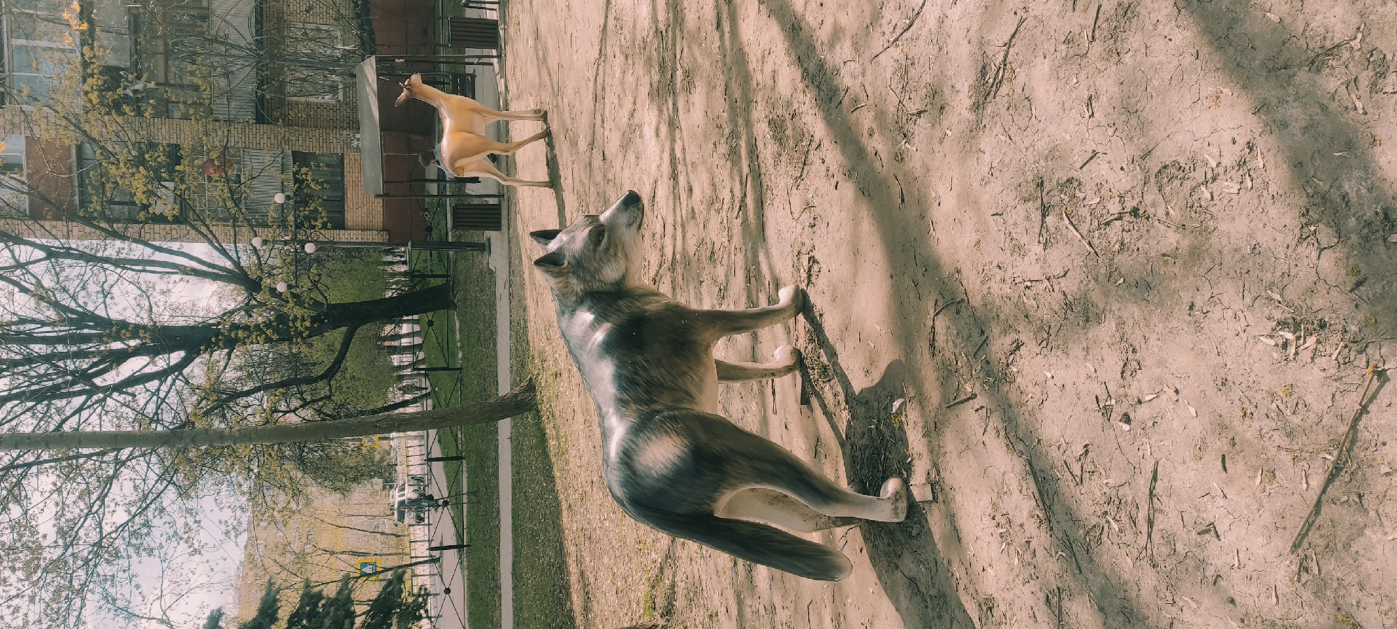 The image, likely taken in Fryazino, Russia, depicts two animal statues. The first, closer to the viewer, is a grey and white wolf statue, positioned in a standing posture with its head tilted upwards. Further away, a tan deer statue is located near a multi-story brick building with trees and greenery in the background. The scene is set on a dirt or sandy area, possibly a park or public space. The time of the year appears to be spring, based on the budding trees.