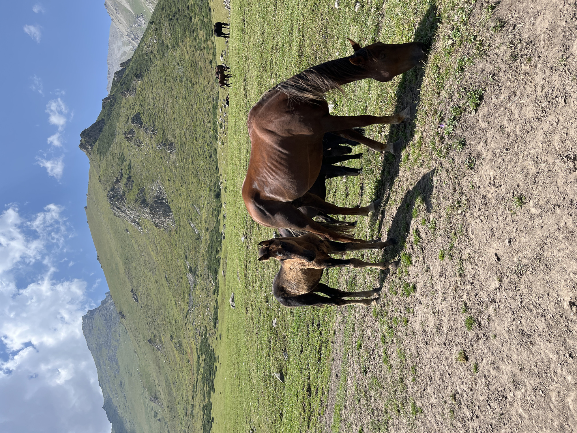In Karagai Bulak, Kyrgyzstan, a herd of horses grazes in a verdant mountain pasture under a partly cloudy sky. In the foreground, a reddish-brown horse with a long mane bends its head to graze on the grass. Beside it stands a foal, its coat a lighter brown with darker legs and mane, looking towards the camera. Partially visible behind them are other dark-colored horses. The pasture is a rolling green landscape dotted with scattered rocks, leading up to the imposing, green slopes of a mountain range. The distant peaks are rocky and barren, contrasting with the lush foreground. The ground in the immediate foreground is a mix of dry earth and sparse grass.
