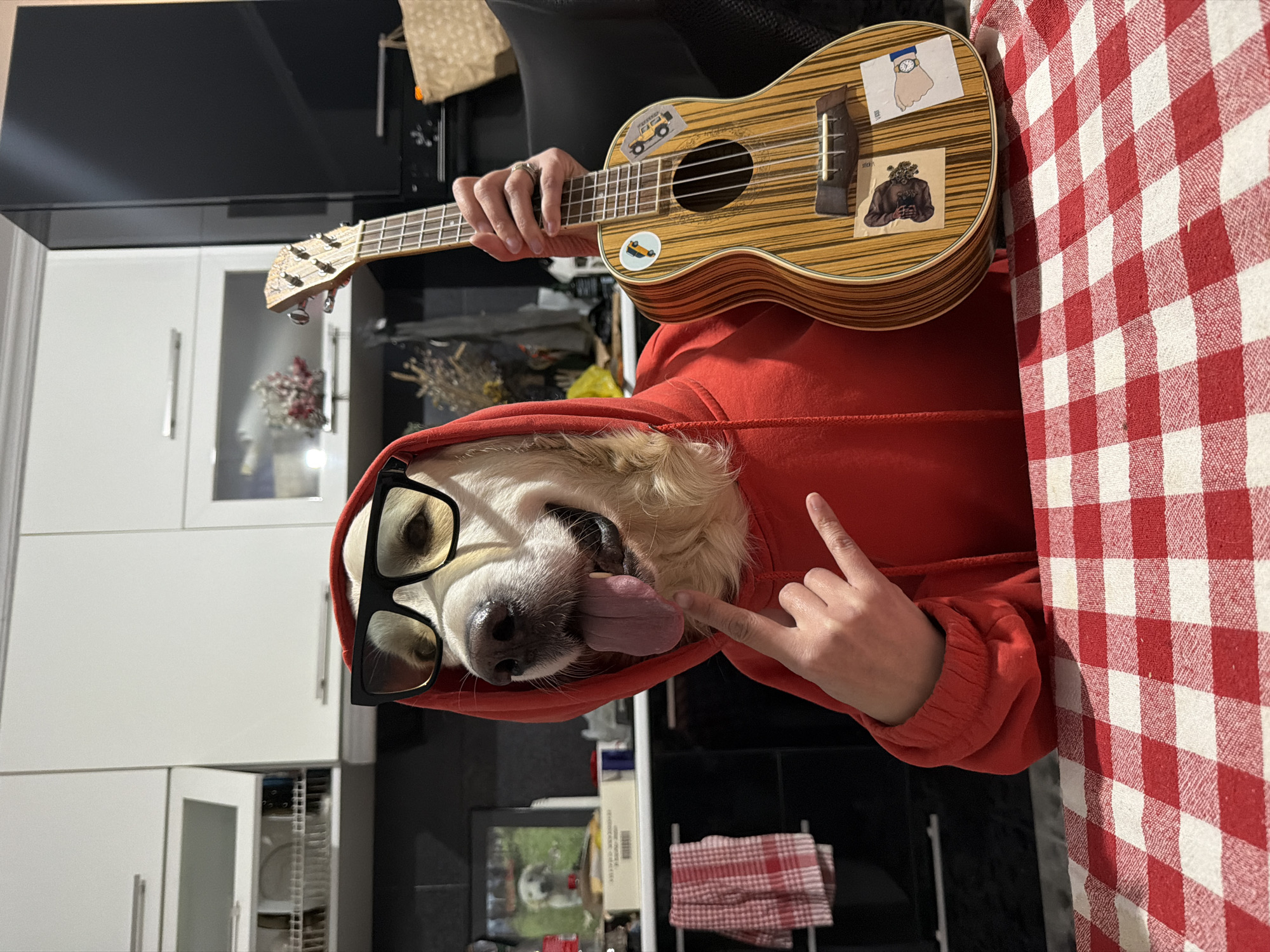 This image, captured indoors in a kitchen or dining area in Tbilisi, Georgia, features a Golden Retriever dog playfully dressed in a red hooded sweatshirt and black-rimmed glasses. The dog's tongue is sticking out, indicating a cheerful or mischievous expression. A person's hand, also adorned with the red hoodie, makes a "rock on" gesture near the dog's face, while another hand holds a ukulele.
The ukulele has a distinct light wooden body with a striped pattern and is decorated with several stickers. Visible stickers include a yellow truck with the word "FUCK", a hand wearing a wristwatch, a small yellow car with "C'est la vie!" and "STICKER" written below it, and a sticker depicting a figure with flowers for a head, also labeled "sticker".
The background includes white kitchen cabinets, one of which is slightly ajar revealing shelves. A large black screen or television is mounted on the wall. A red and white checkered tablecloth covers a table surface, and a matching checkered kitchen towel hangs in the background. The scene suggests a humorous and playful interaction, likely taking place under artificial indoor lighting.