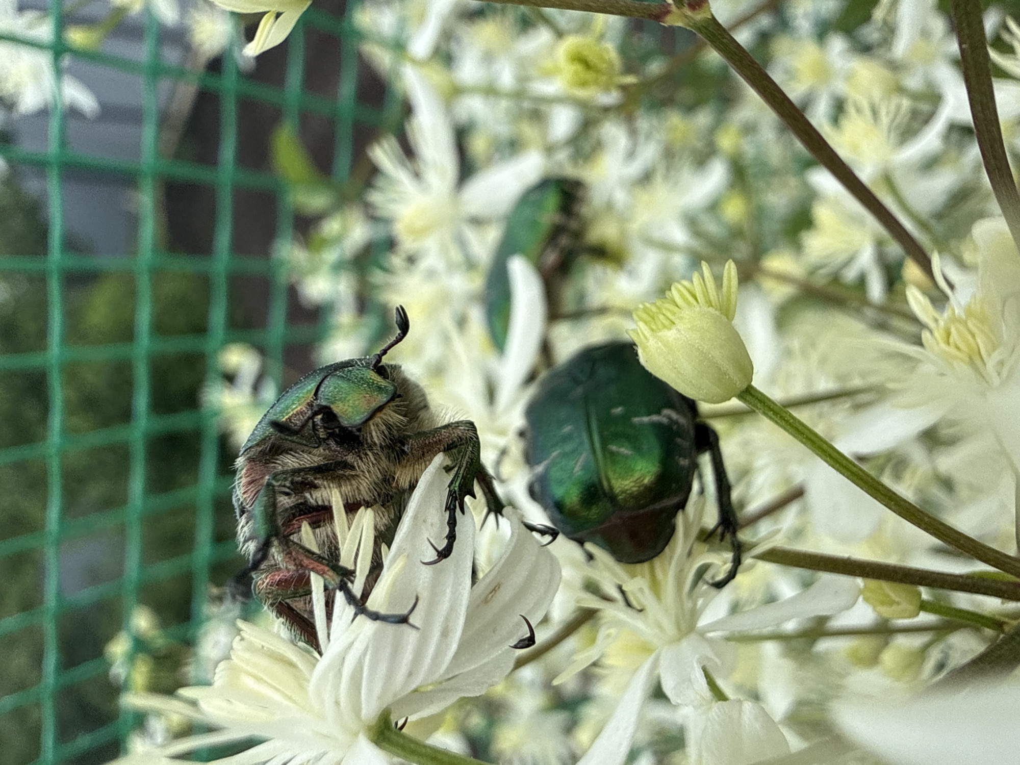 The image shows two metallic green beetles on white flowers. One beetle, in the foreground, is partially obscured by a white petal and is facing left. Its iridescent green body is visible, along with its legs and antennae. Behind it, another beetle is more fully visible, also with a metallic green sheen. The beetles are surrounded by numerous white flowers, some of which are in bloom and others appear to be buds. The background is a blur of green foliage and a green mesh fence. The overall scene suggests a natural setting, likely a garden or park. The location of Павловка, Russia is mentioned, but there is no visual information in the image to confirm or deny this specific location. There are no people or any other discernible human activity depicted.