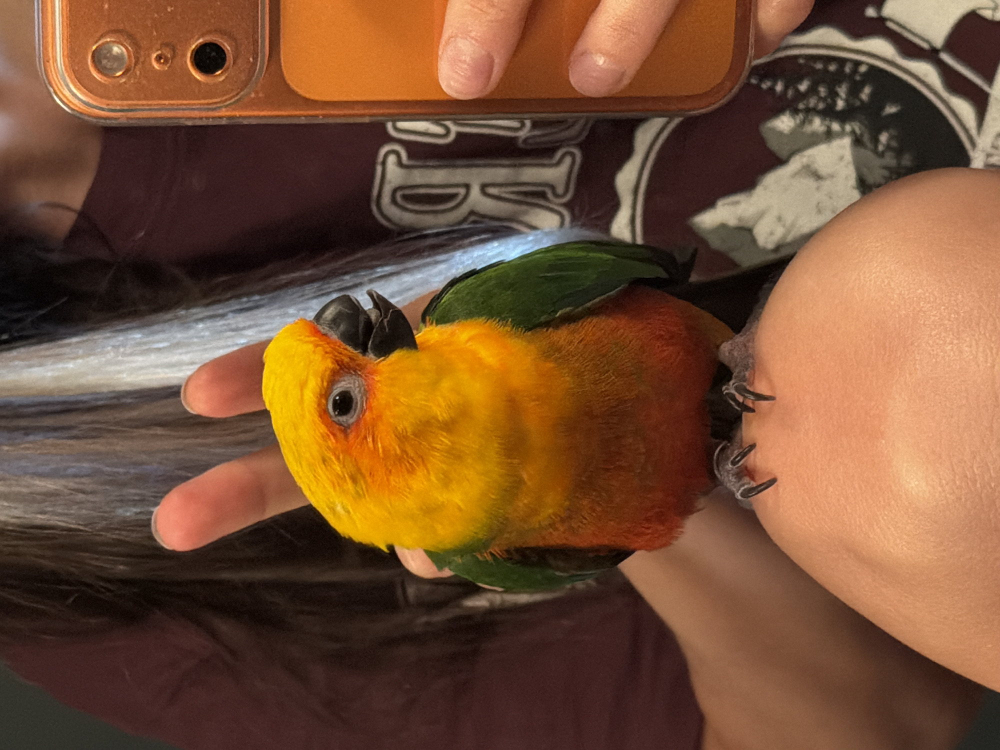 A close-up photograph depicts a brightly colored bird, predominantly yellow and orange with green wings, perched on a person's hand. The person is holding an orange-colored phone in the upper portion of the frame. The person is wearing a maroon-colored shirt with a large, possibly collegiate, logo. The background includes strands of hair. The bird's dark beak and claws are visible, and it appears to be clinging to the person's hand. The image does not depict the location of Khimki, Russia.