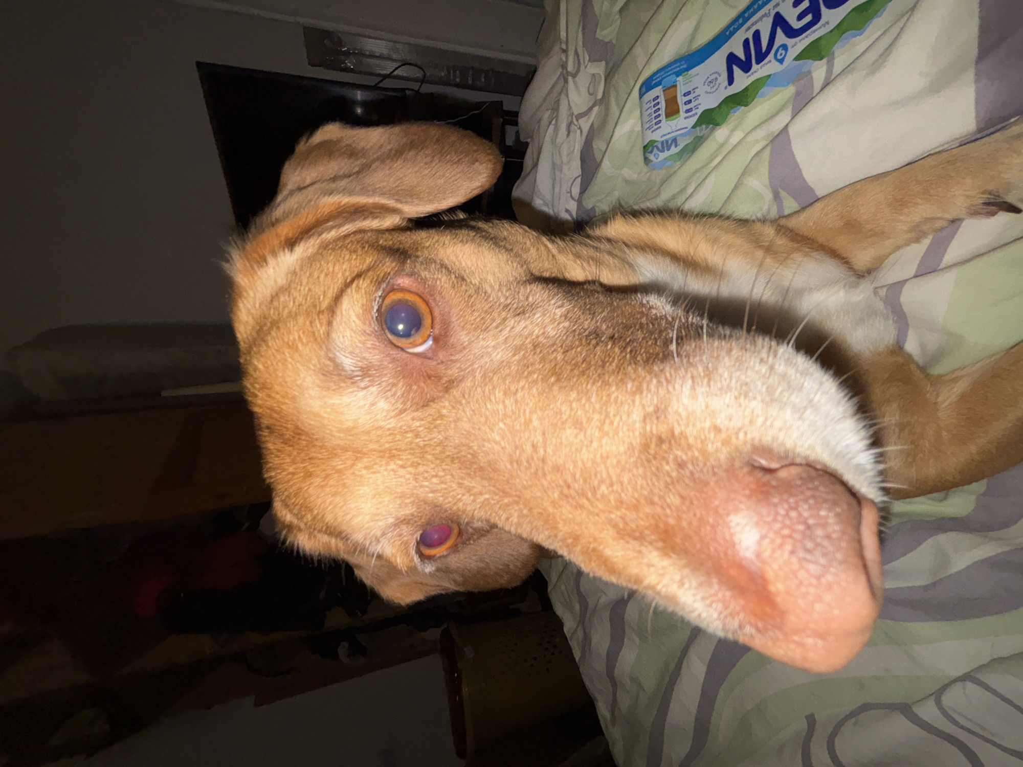 This is a close-up, eye-level photograph of a medium-sized, tan-colored dog with floppy ears and light brown eyes. The dog's head is positioned towards the viewer, with its snout filling the lower portion of the frame. The dog is lying on a bed with striped bedding in shades of green, white, and gray. To the right of the dog, on the bed, is a blue and white package. In the background, on the left side of the image, there is a dark, blurry area that appears to be a room with some objects, possibly a basket and some hanging items. On the right side of the background, a dark television screen is visible. The lighting in the image is dim and appears to be artificial. The scene is indoors, likely in a bedroom. There is no identifiable location within the city of Sofia, Bulgaria.