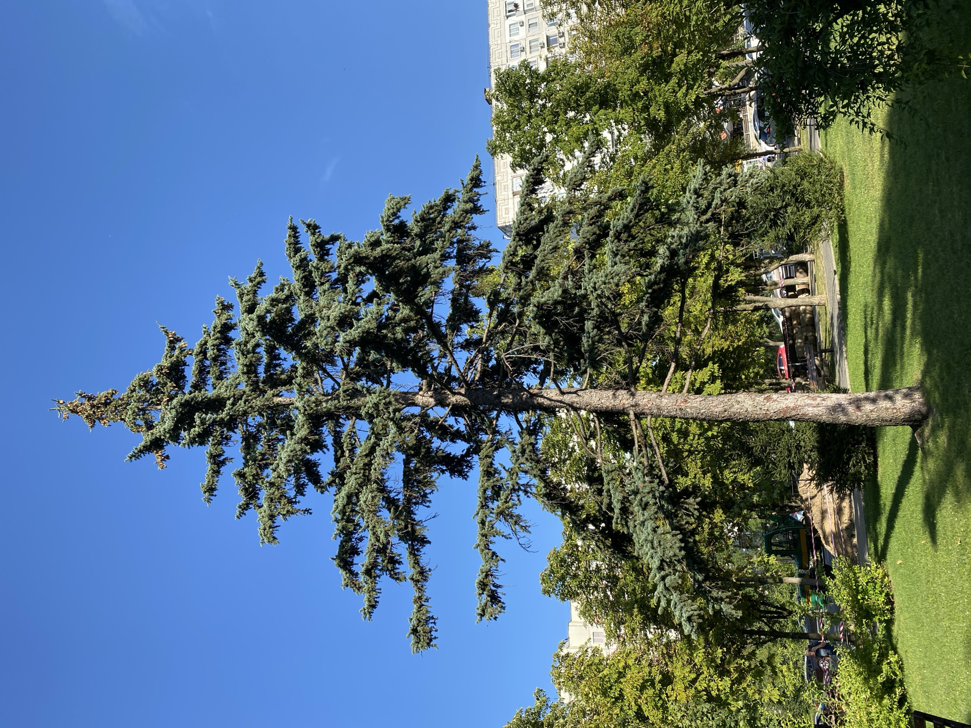 An outdoor, vertical, full shot captures a tall, mature evergreen tree with a rough, textured bark, its branches spreading widely against a clear, vibrant blue sky. The tree dominates the center of the frame, its dense, blue-green foliage casting dappled shadows on the neatly mown grass in the foreground. Behind the tree, a low line of deciduous trees with green and yellow foliage forms a backdrop, partially obscuring a multi-story building with a white facade adorned with decorative patterns and numerous windows. The building appears to be a residential apartment block. In the mid-ground, a paved pathway runs horizontally, bordered by more trees and a section of mown grass. Parked cars are visible along the pathway, suggesting an urban setting. A small, green excavator is partially visible behind a mound of straw bales, indicating ongoing construction or maintenance work. The overall scene is one of a sunlit day in a park or residential area within the city of Chișinău, Moldova, characterized by a blend of natural elements and urban infrastructure.