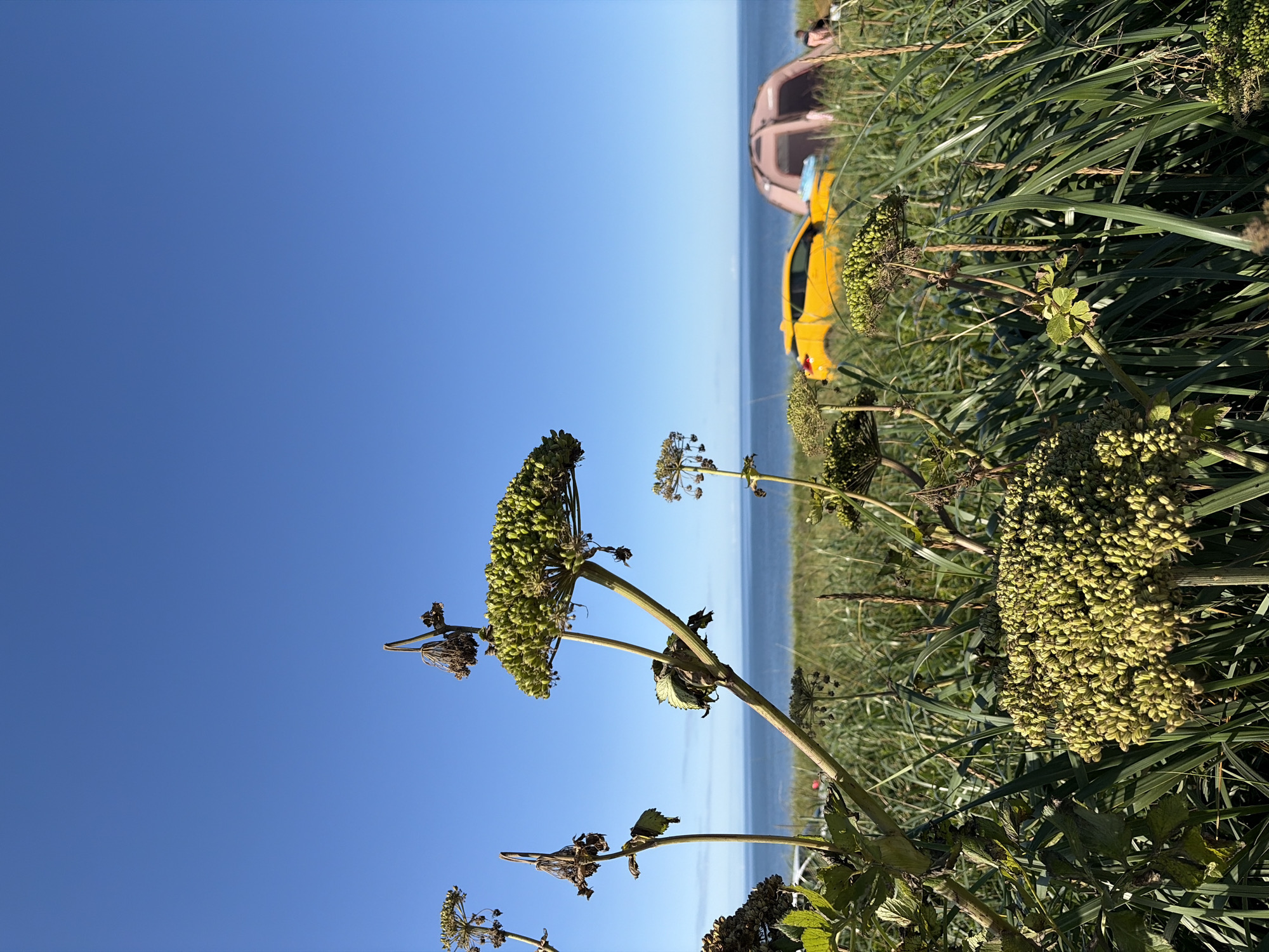 In a grassy field overlooking the sea, several plants with large, round, green seed heads are in the foreground. The sky is clear and blue. In the middle ground, a bright yellow car is parked next to a pink tent. A person is visible sitting near the tent. The overall scene depicts a camping or outdoor activity by the coast, with Ozerskoe, Russia, as the implied location.
