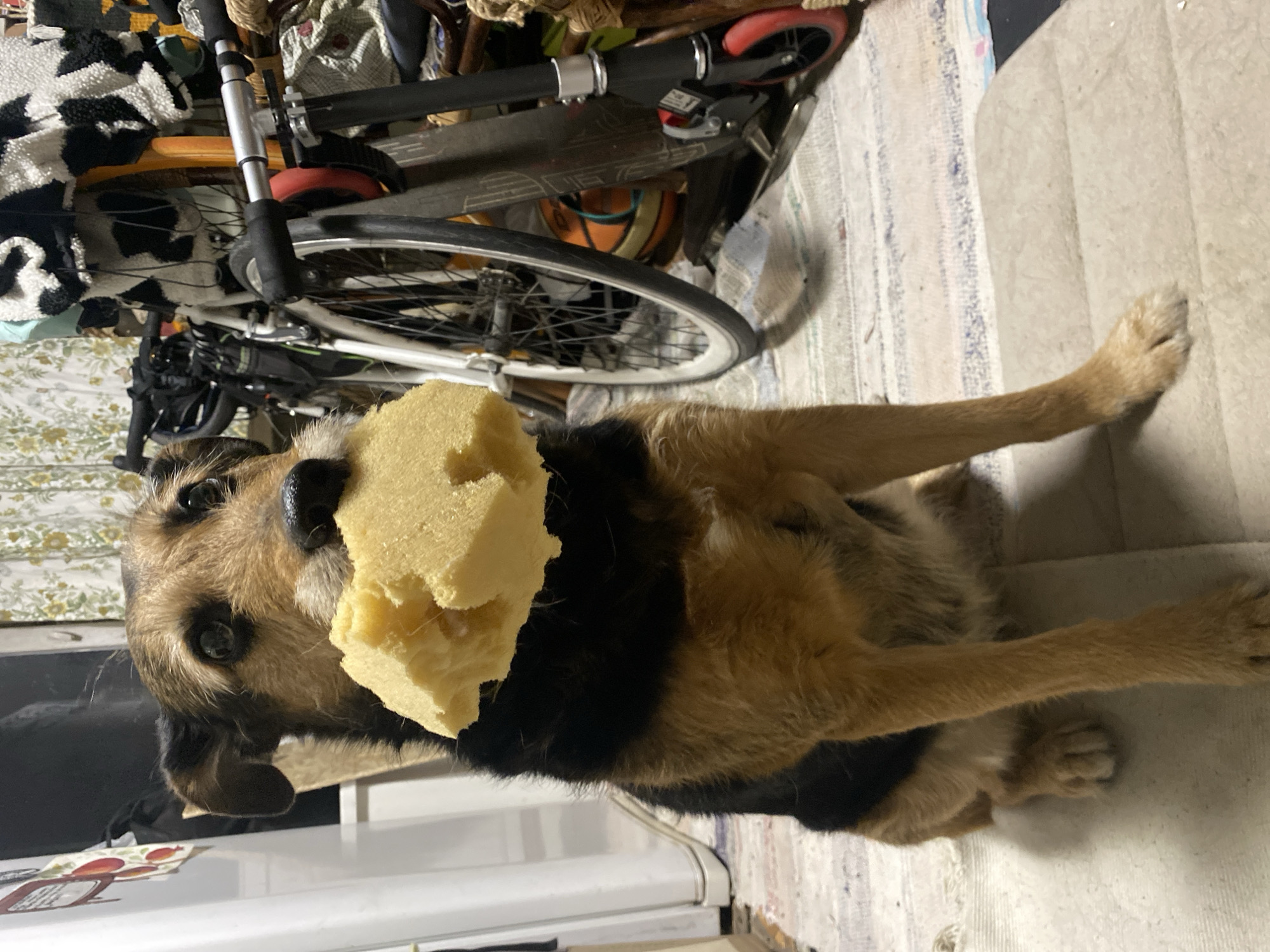 A medium-sized dog with brown and black fur is sitting on a carpeted surface, holding a large, irregular piece of yellow sponge in its mouth. Behind the dog are several items including a bicycle, a scooter, and a basketball. A white refrigerator is partially visible in the lower left corner. The image was taken in a cluttered indoor setting. The specific location in the city of Khimki, Russia, cannot be determined from the image.