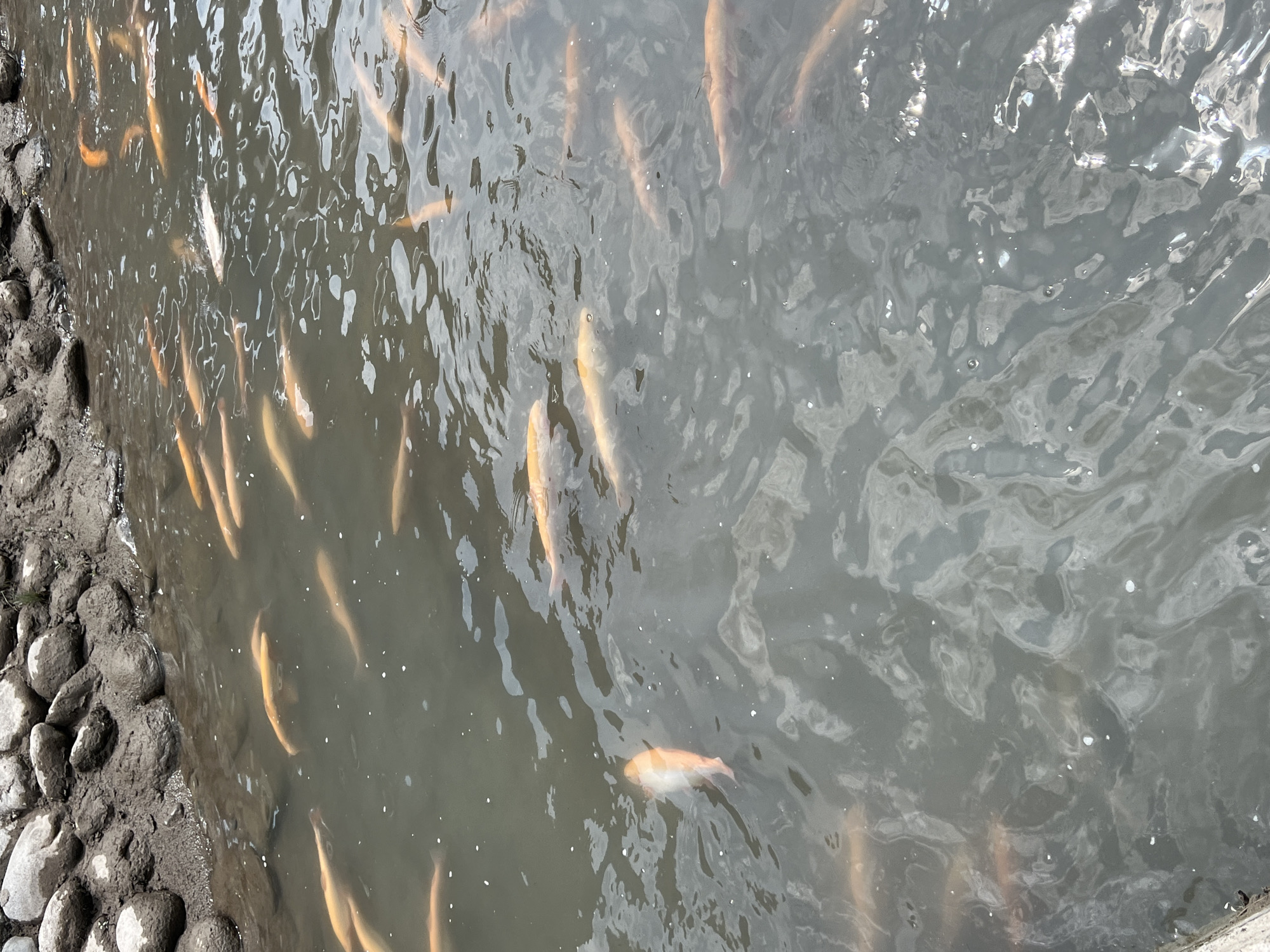 A flock of orange and white koi fish swim in a murky pond. The pond is bordered by a rocky, muddy bank on the left side. Sunlight reflects off the surface of the water in scattered patches. The image appears to be taken outdoors in natural light. There are no people visible in the image.