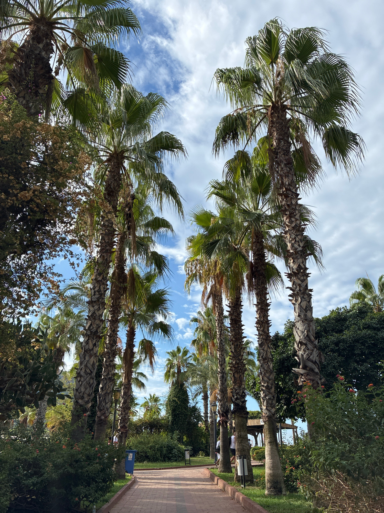 The image depicts a pathway lined with tall palm trees in Alanya, Turkey. The pathway, constructed with red brick pavers, curves to the right, suggesting a park or a promenade. Lush green bushes and flowering plants border the pathway. Several people are visible walking on the path, appearing relaxed and enjoying the surroundings. The palm trees are a dominant feature, their fronds swaying gently under a bright blue sky with scattered white clouds. In the background, hints of buildings or structures can be seen peeking through the foliage, indicative of a developed area. The overall atmosphere is serene and tropical, characteristic of coastal resort towns.