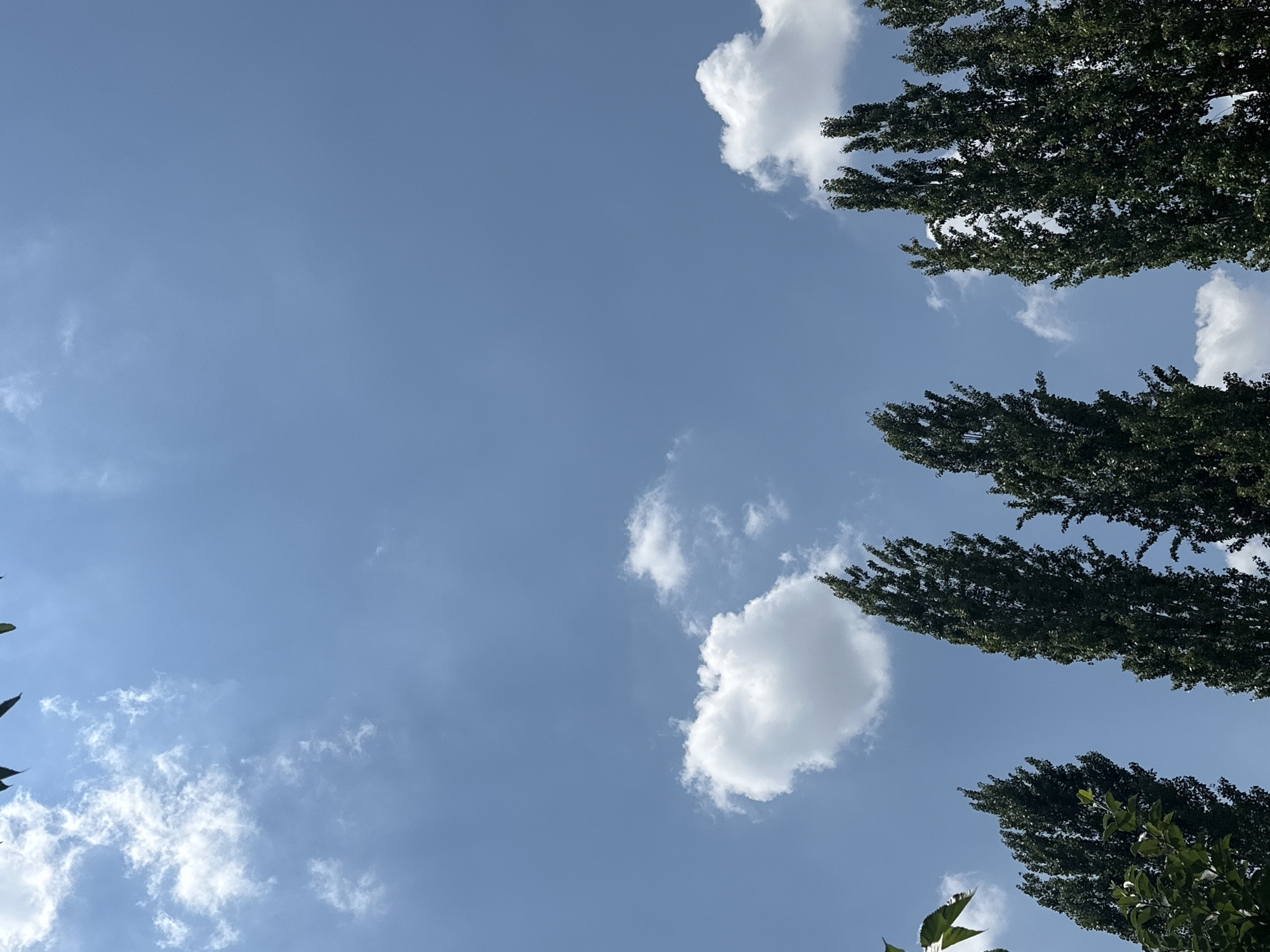The image shows a clear blue sky with a few scattered white clouds. In the foreground, several tall, dark green trees with dense foliage line the bottom of the frame. The trees are silhouetted against the sky. The image appears to have been taken outdoors on a sunny day. The location is identified as Тайгараев, Kyrgyzstan.