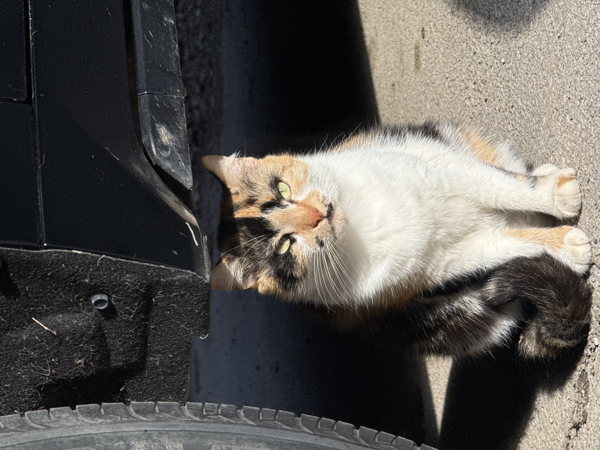 A calico cat lies on a concrete surface next to a black car tire and a portion of the car's body. The cat is positioned at an angle to the camera, with its head tilted slightly upward. The location is likely Pleven, Bulgaria, based on the image's origin, although this cannot be forensically confirmed from the image itself. The time of day appears to be daylight. No other subjects, objects, actions, or interactions are visible in the image.