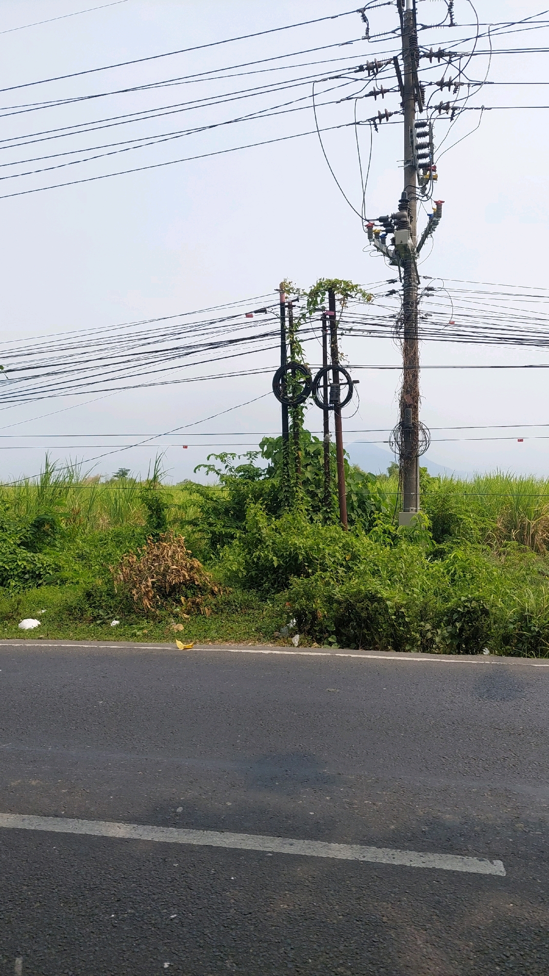 The image depicts a roadside scene in Ketimang, Indonesia, dominated by a utility pole carrying numerous electrical wires. The pole stands amidst dense green vegetation and some dry foliage, with a paved road in the foreground. The road has a white line marking its edge. Two smaller poles are also visible, one with two circular coiled objects, likely wire spools or cable organizers, and both are entwined with vines and foliage. The background reveals a hazy landscape with a hint of hills or mountains in the distance, under a pale sky. There are no people or animals visible in the image, and the overall impression is one of an undeveloped or rural area with essential infrastructure.
