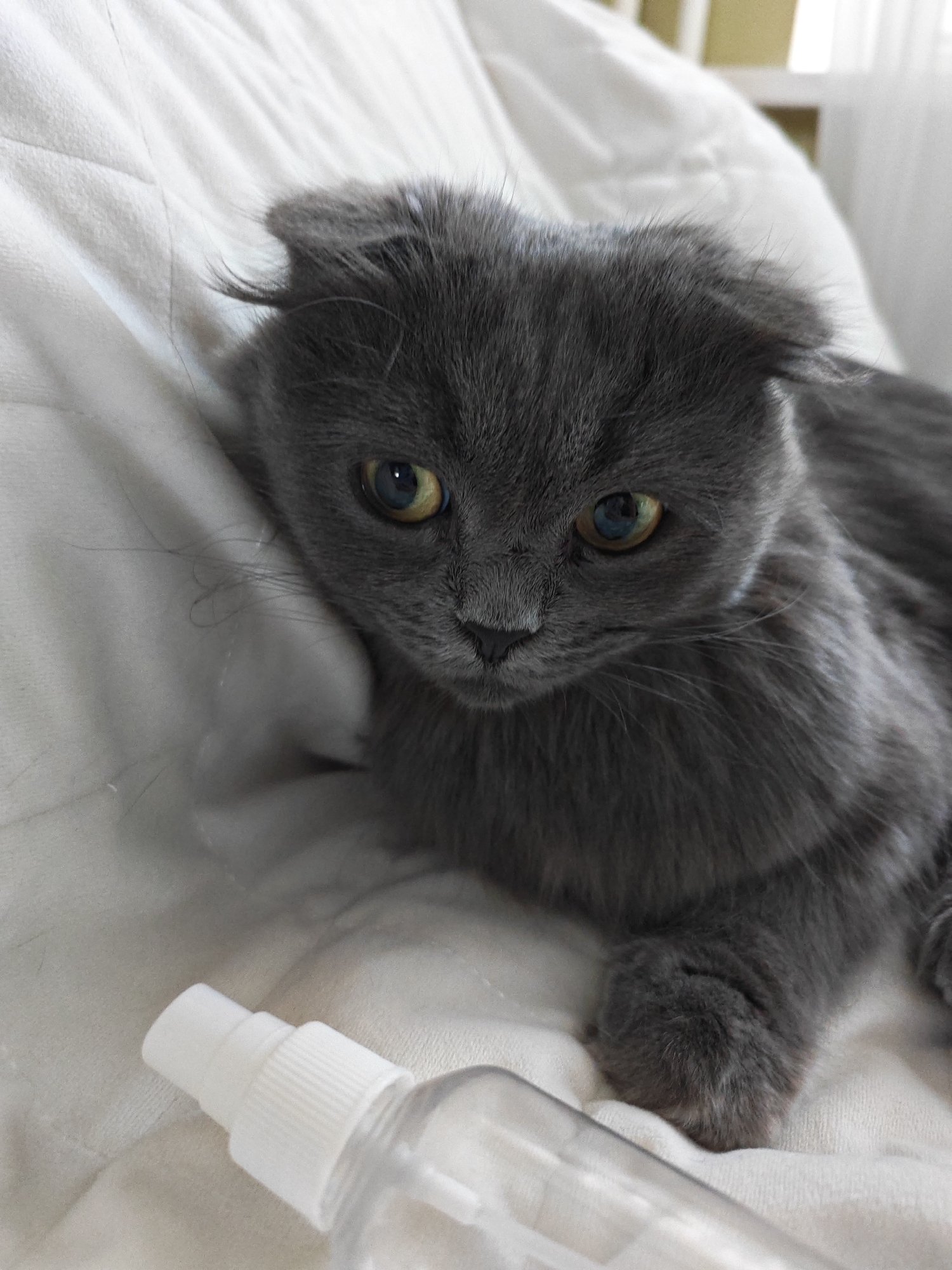 A close-up shot captures a fluffy grey cat lying on a white, quilted surface. The cat's ears are folded down, and its gaze is directed slightly to the left, with its yellow-green eyes appearing wide. The cat's mouth is closed, and its whiskers are fanned out. In the foreground, a clear plastic spray bottle with a white spray nozzle is partially visible, positioned horizontally. The background is softly blurred, showing a white quilted surface that appears to be bedding. The lighting is soft and diffused. The scene takes place indoors, on a bed, in an environment that is not specified by city or country.