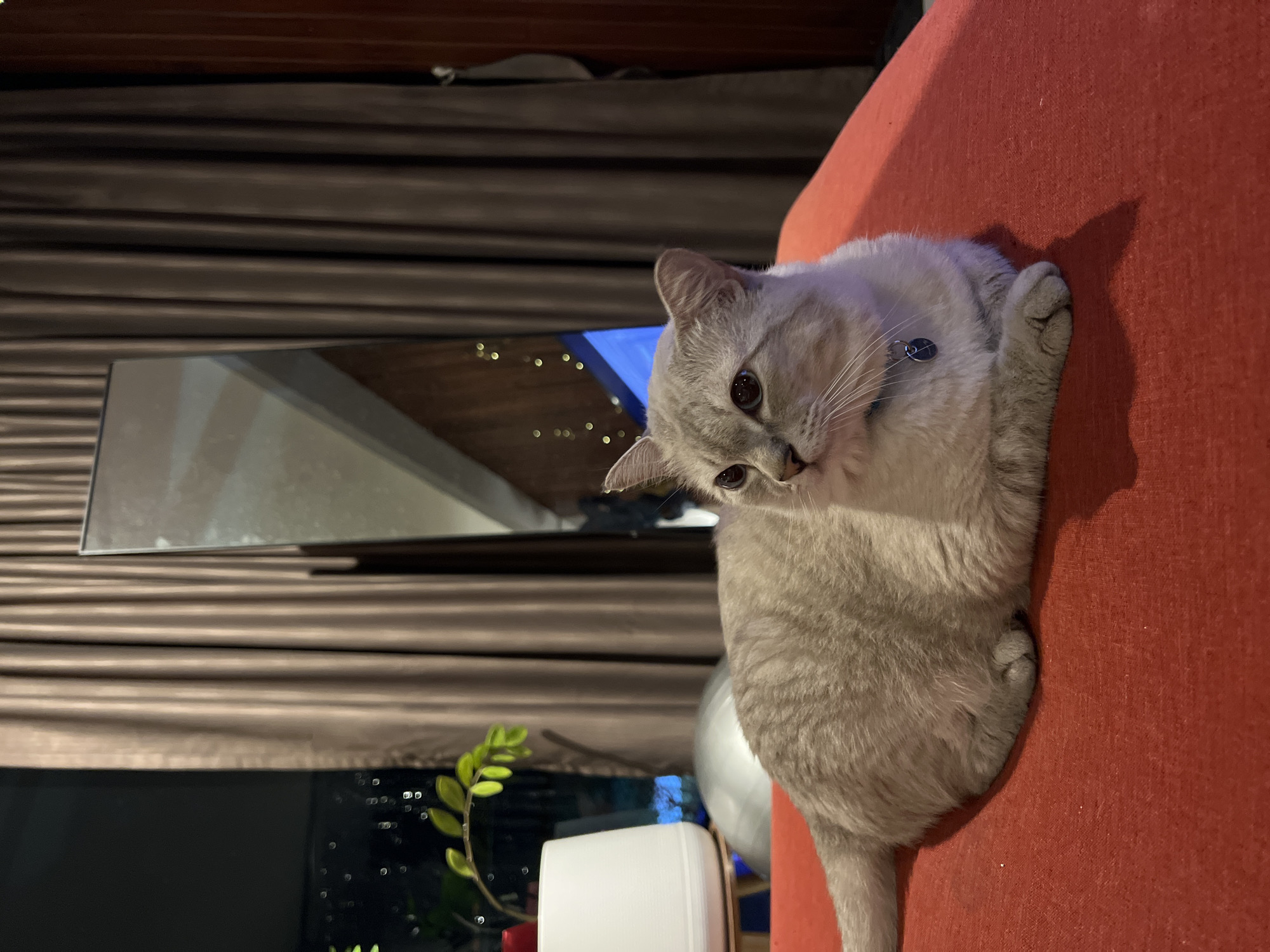 An indoor, low-light scene depicts a light-colored, short-haired feline (cat) resting on a textured red fabric surface, possibly a cushion or bedding. The cat, appearing to be a cream or lilac-point tabby, wears a blue collar with a circular silver tag and has blue eyes. It is positioned horizontally across the lower-middle of the frame, facing right, with its gaze directed off-camera to the right. Its front paws are tucked beneath its body. A distinct shadow extends from the cat onto the red surface to its right.
In the background, to the left of the cat, a window reveals a dark night sky with blurred points of light, indicative of city lights. A white, cylindrical object, possibly a humidifier or diffuser, emits a soft blue glow and is situated on a light-colored stand near the window. A small plant with bright green leaves is visible directly in front of the window, partially obscuring the lower portion of the distant lights. A reflective, silver-toned spherical object is partially visible behind the plant and humidifier.
To the right of the window, brown, vertically pleated curtains extend from top to bottom. A tall, rectangular mirror with a dark frame is positioned vertically against the wall, partially reflecting elements of the room, including hints of warm, yellowish string lights. A dark reddish-brown wooden vertical panel or door frame is visible on the far right edge of the image. The scene is illuminated by ambient interior light, casting soft shadows, consistent with an evening setting in the city of Unknown, Unknown.
